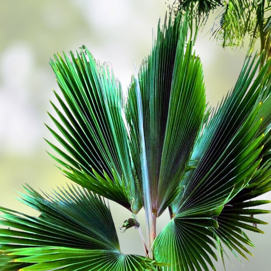Fiji Fan Palm Seeds - 25 Pritchardia thurstonii Tropical Indoor Plant Seeds for Gardening and Propagation