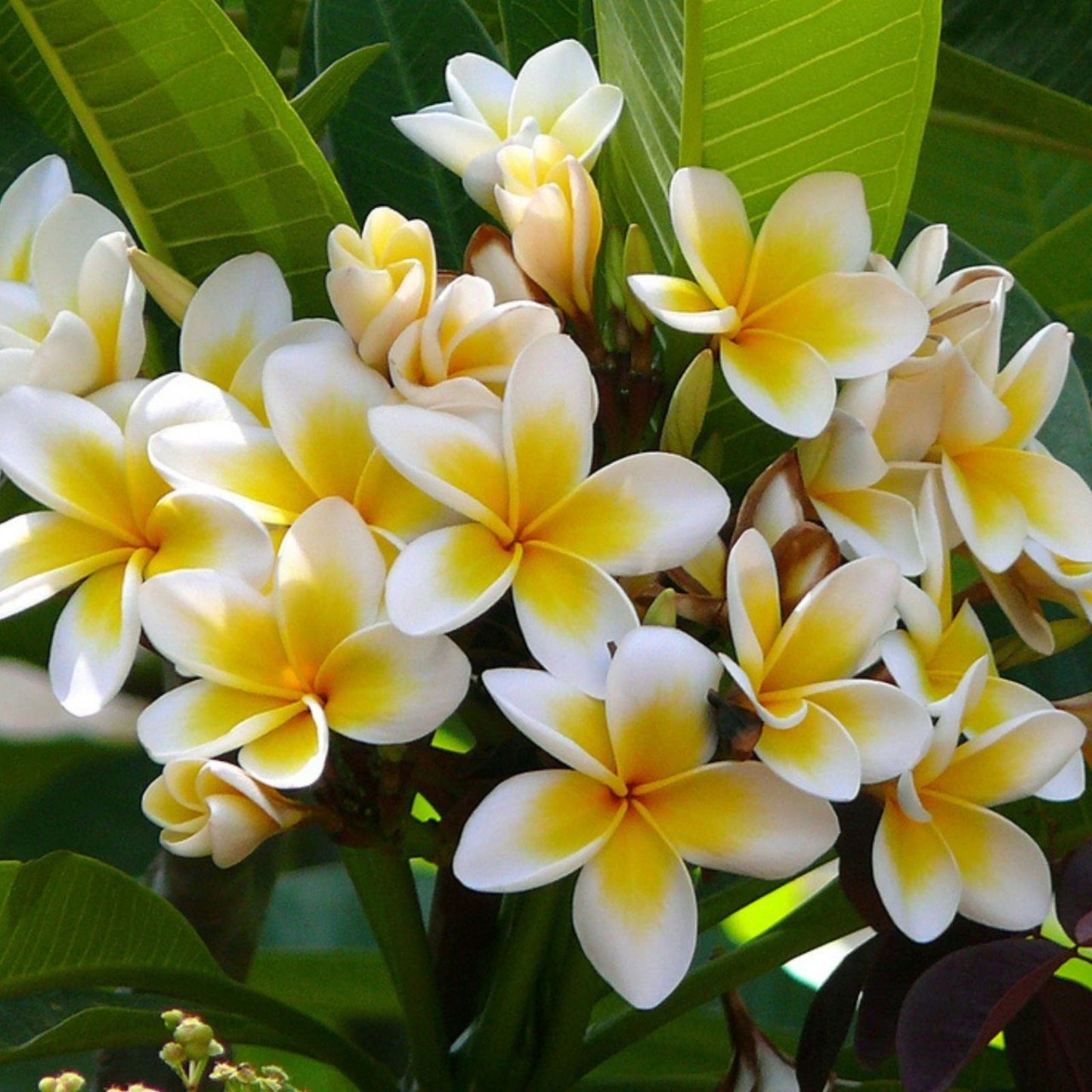 Plumeria Cutting with Grow Tip - Bewitched Variety - Frangipani Propagation - Plumeria spp,