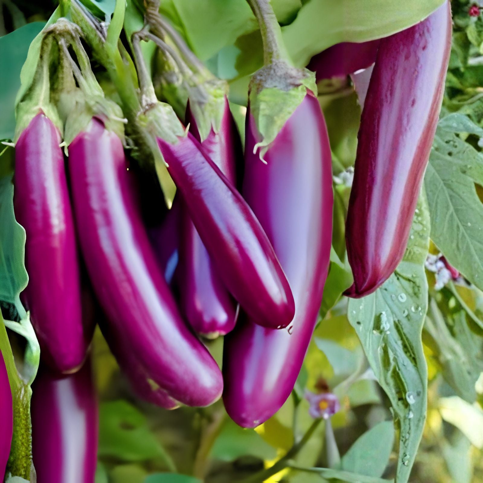 Eggplant Seeds | Solanum melongena | 250 Long Purple Vegetable Seeds for Garden Planting, Starter, or Bare Root
