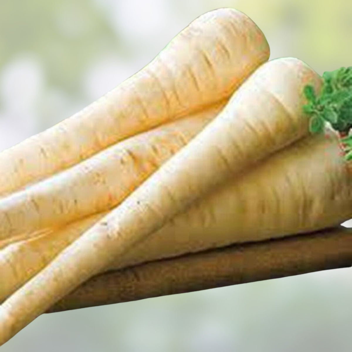 Heirloom Parsnip Seeds 500 Count – Non-GMO Organic Vegetable Seeds – Pastinaca sativa
