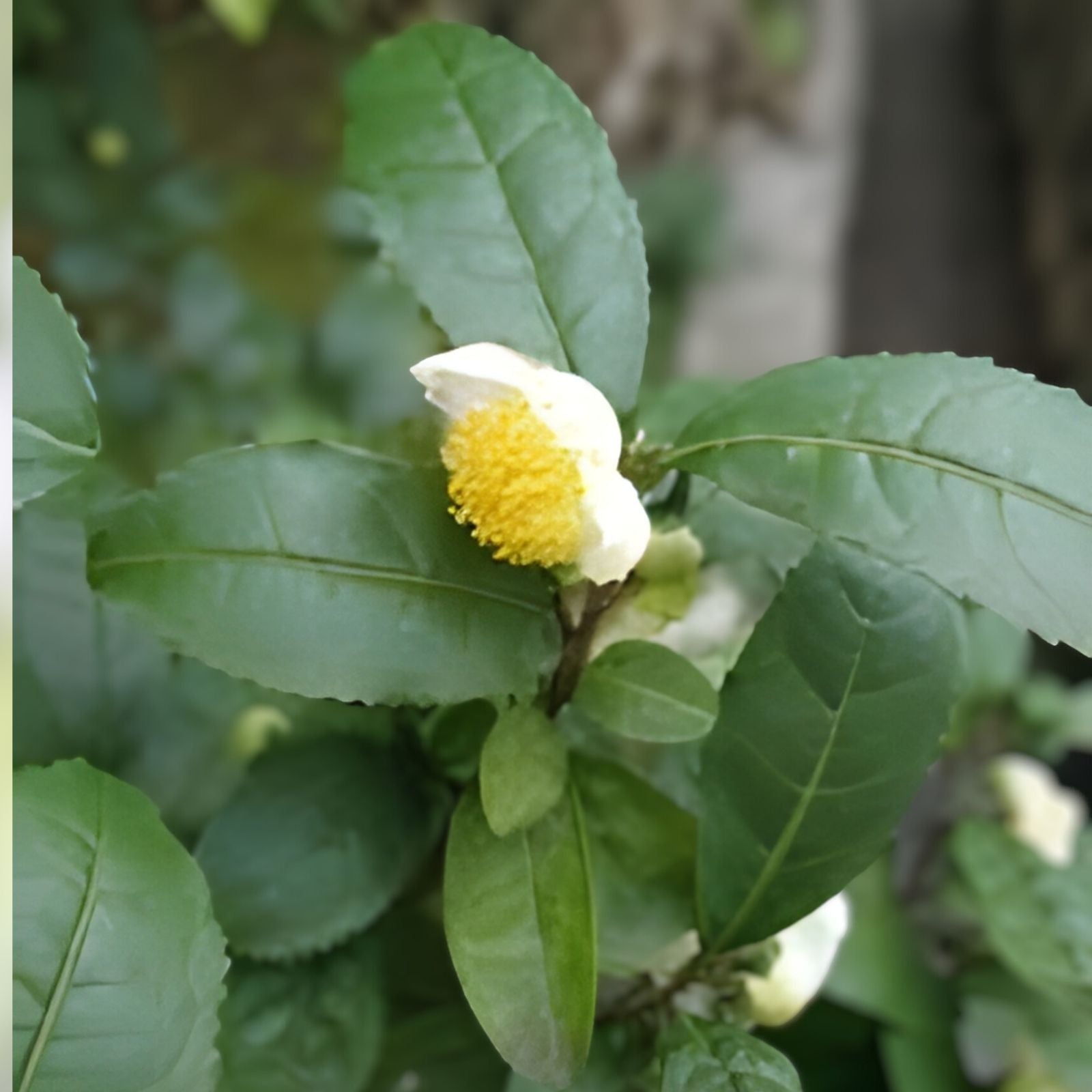 Camellia Sinensis Tea Plant Cuttings – 6 Fresh Cold Hardy Russian Sochi Variety for Zone 6b