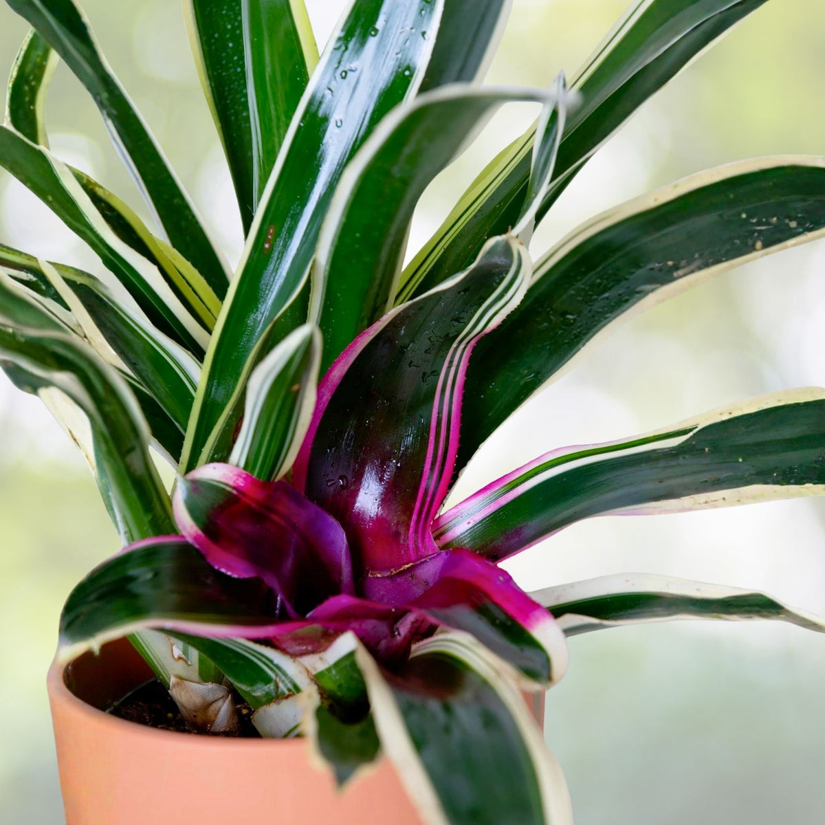 Neoregelia Charisma Plant 6" - Albomarginated Green Foliage with Red Center - Tropical Bromeliad for Home Decor & Landscaping