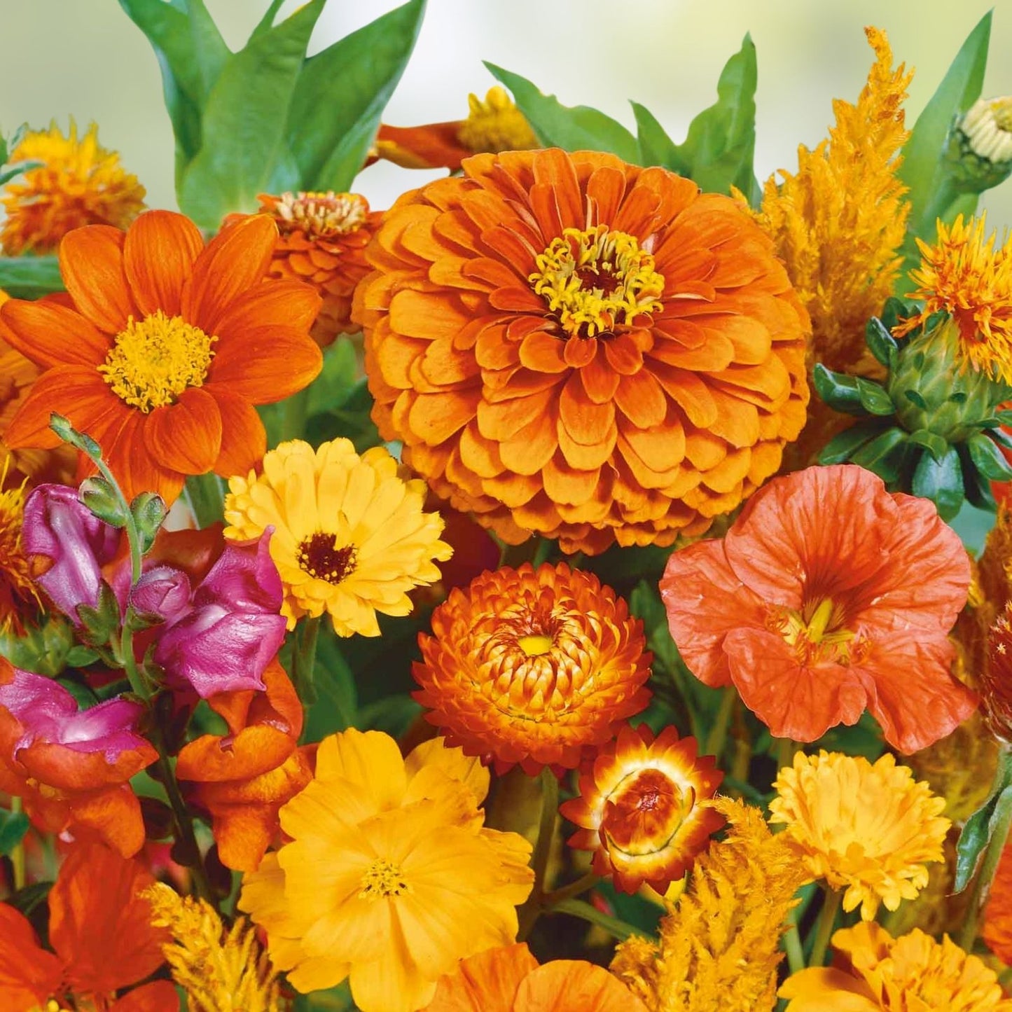 Orange Wildflower Seed Mix - 200 Seeds - Organic USA Wildflower Blend - Non-GMO Wildflower Seeds for Pollinator Gardens
