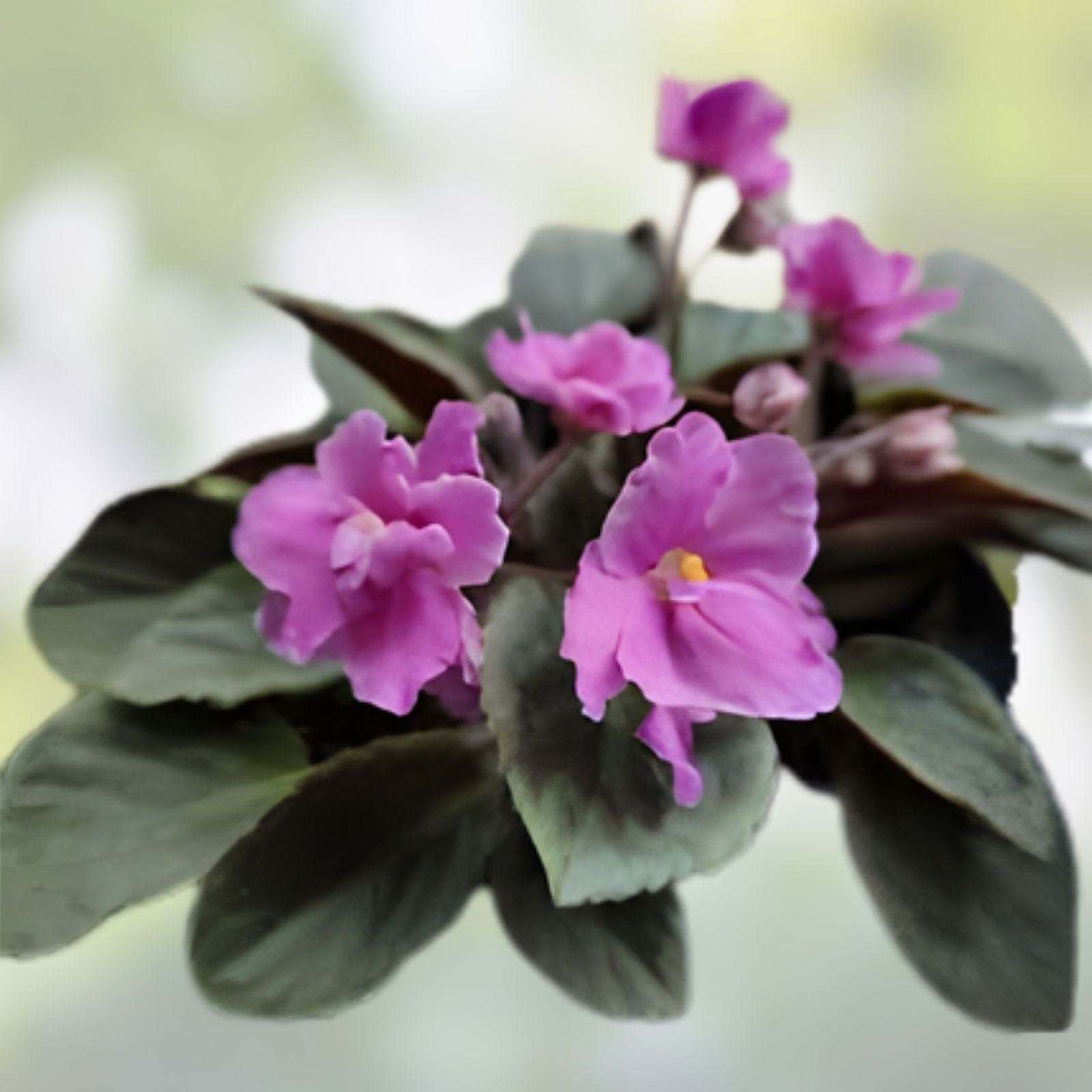 Mini African Violet Unrooted Leaves 2-Pack NL-KNYAGINYA Ol’ga for Propagation, Fresh Cut Plant Cuttings, Violet Leaves