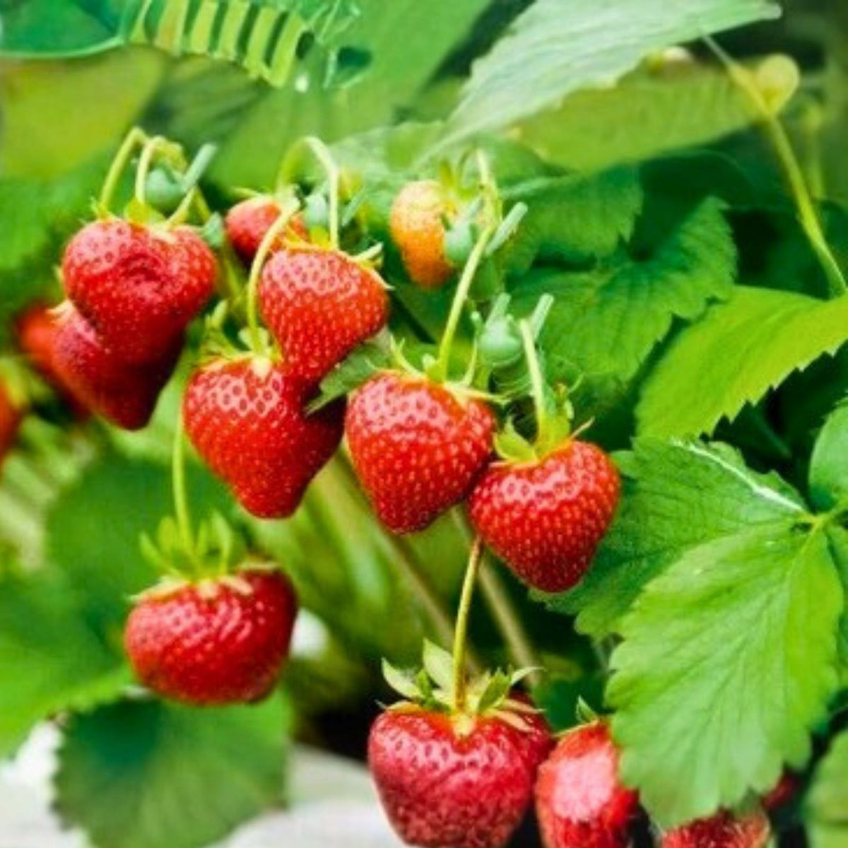 Berryburst Strawberry Seeds 150-350 Count Non-GMO Fragaria x ananassa Home Garden Fruit Plant