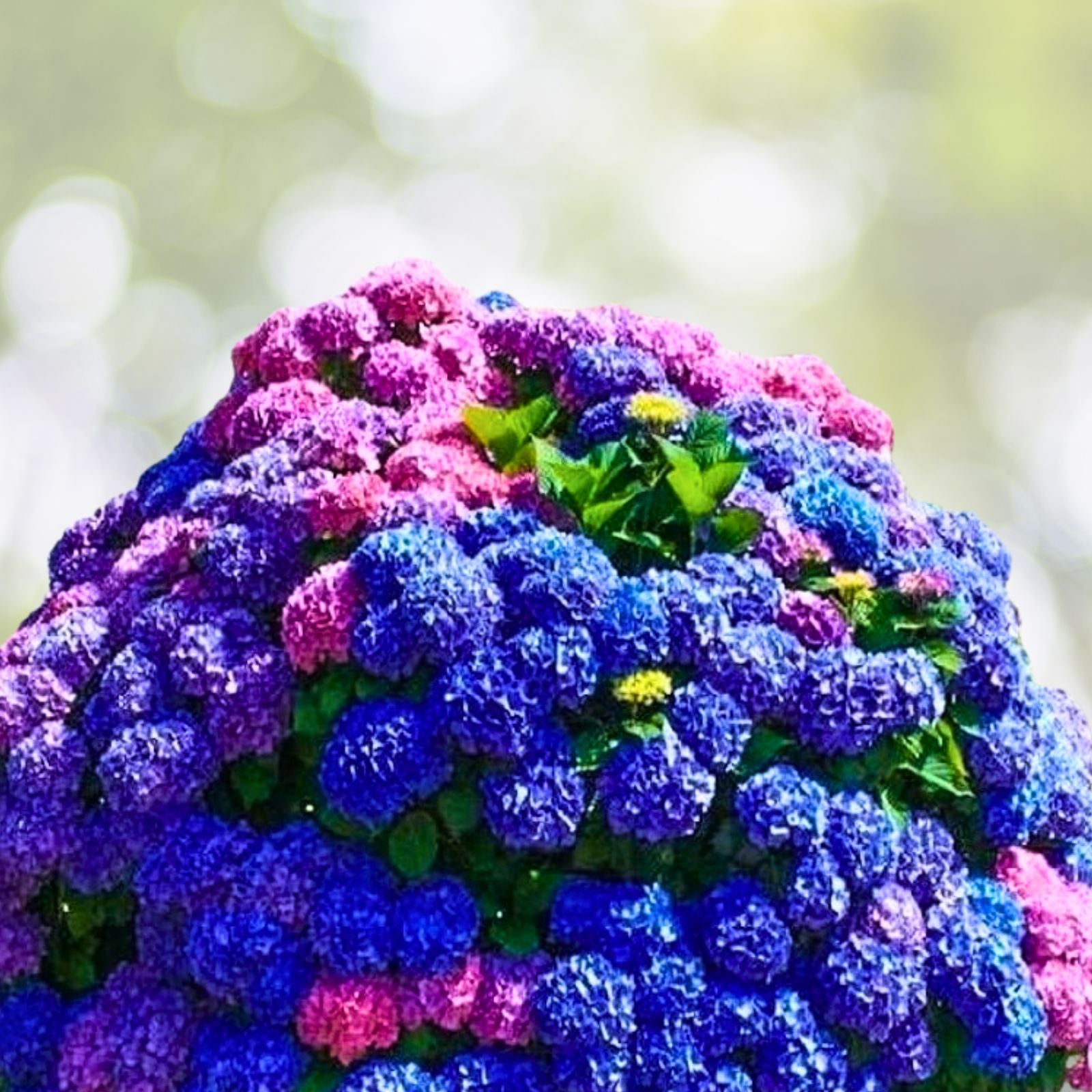 Blue Hydrangea Bushes 5-Pack Old Fashioned Variety Hydrangea macrophylla Vibrant Blue Flowers for Garden Landscaping