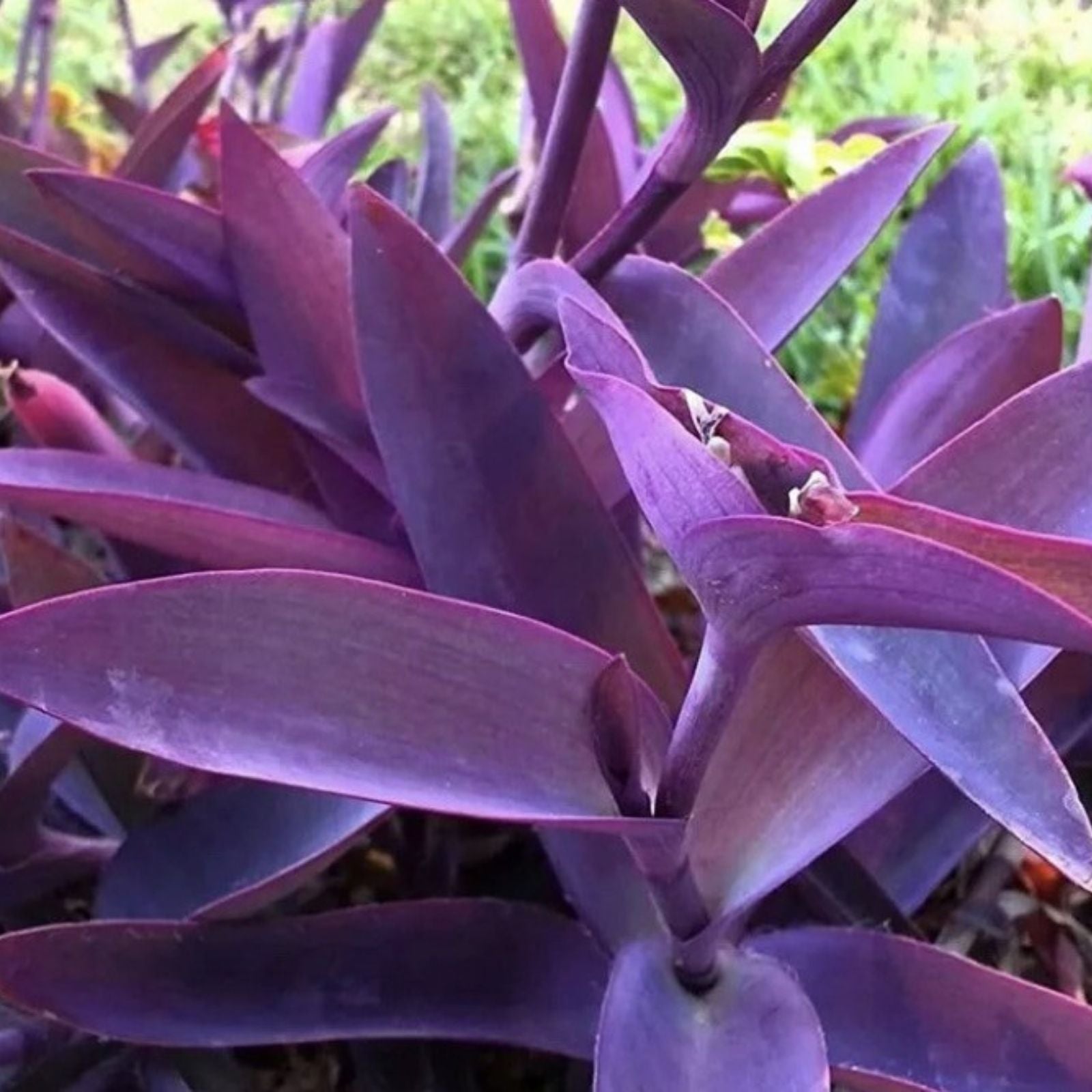 Purple Heart Wandering Jew Cuttings - 5 Pack, 6 Inches - Tradescantia Pallida, Purple Foliage, Indoor Plant Cuttings