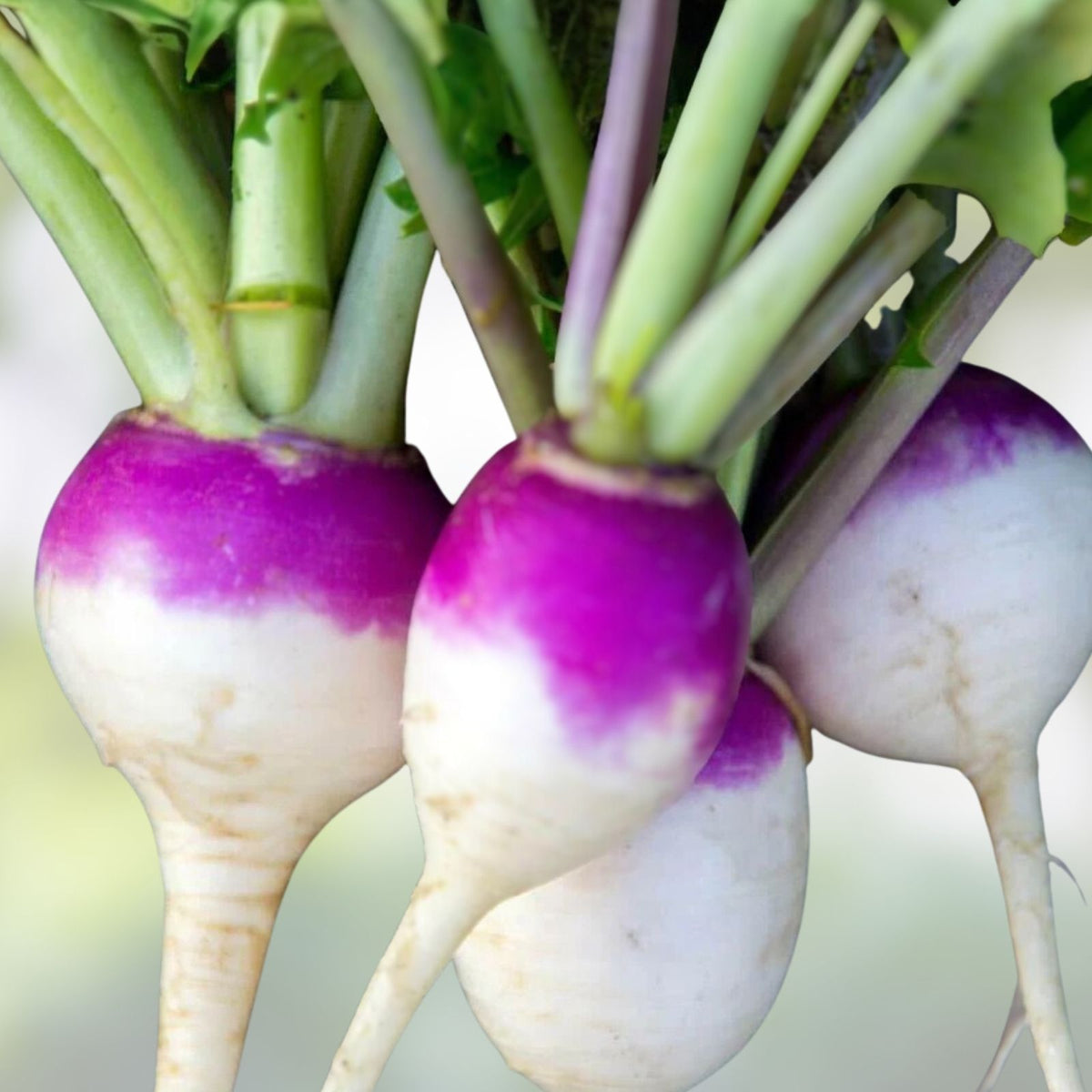 Organic Heirloom Turnip Seeds - Purple Top White Globe - Non-GMO Brassica rapa - 50+ Seeds for Gardening and Cooking