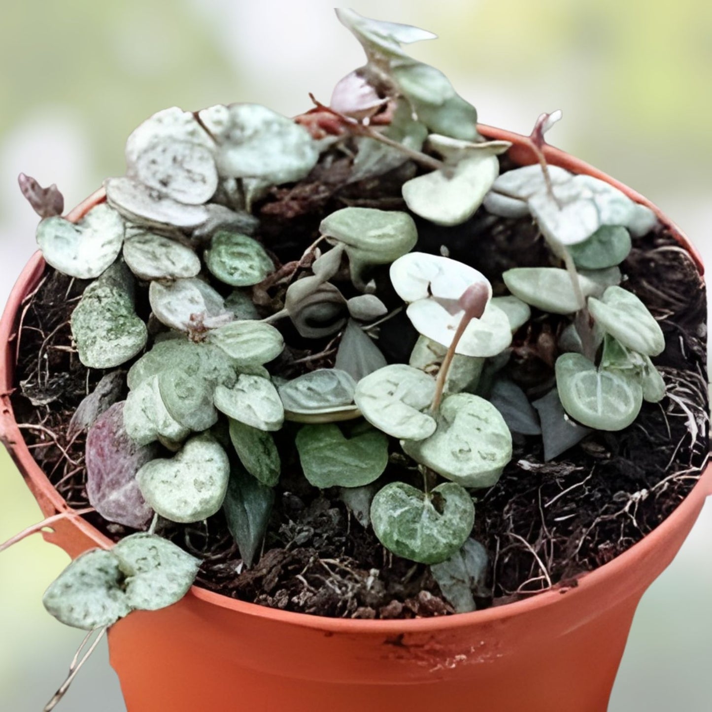 Special Four Varieties Plant Cuttings - String of Hearts, Peperomia, Succulents for Home Decor - Live Indoor Plants
