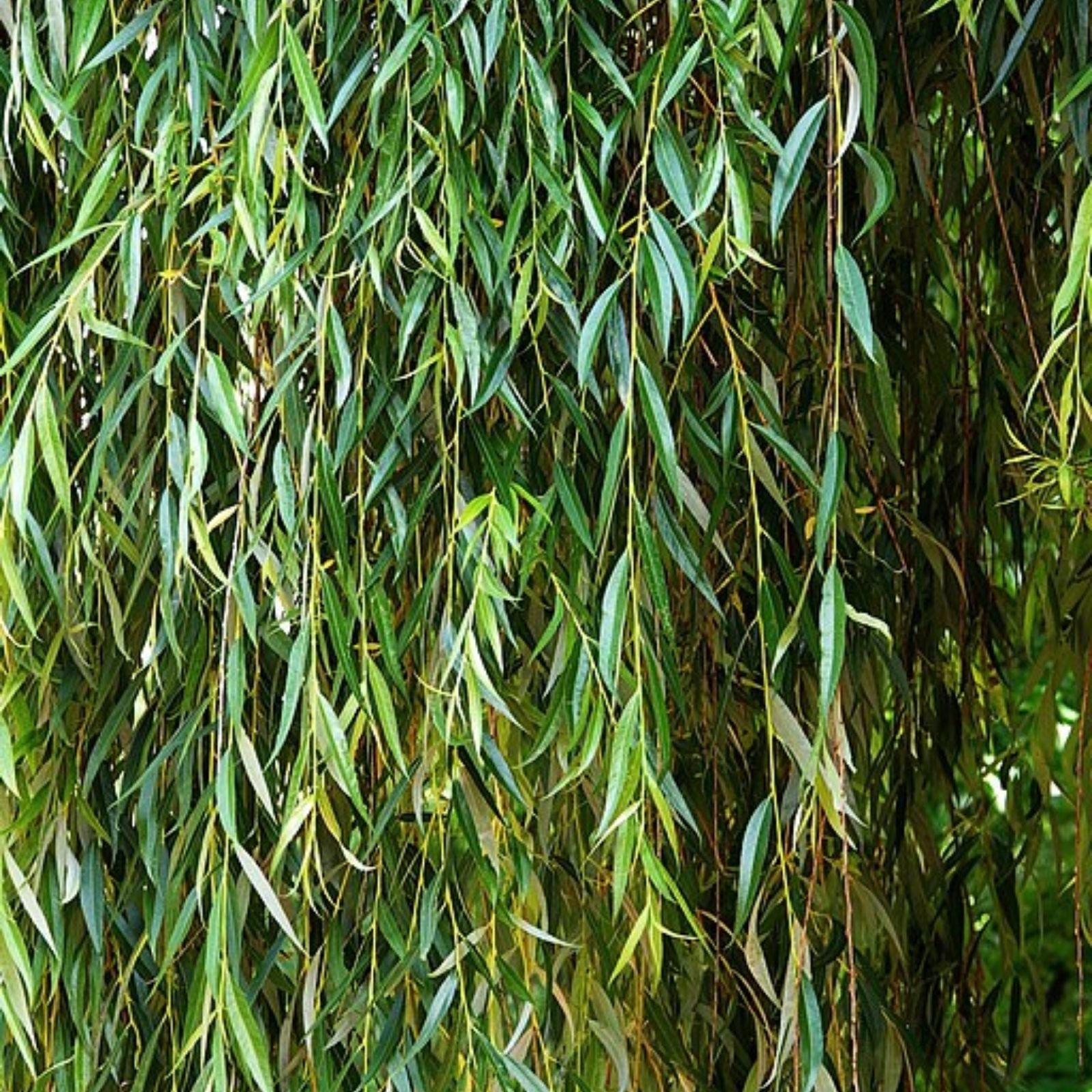 Forage Willow Plants - Fast Growing Shade Provider for Horses and Goats - Salix spp. - Livestock Fodder and Shelter Plants