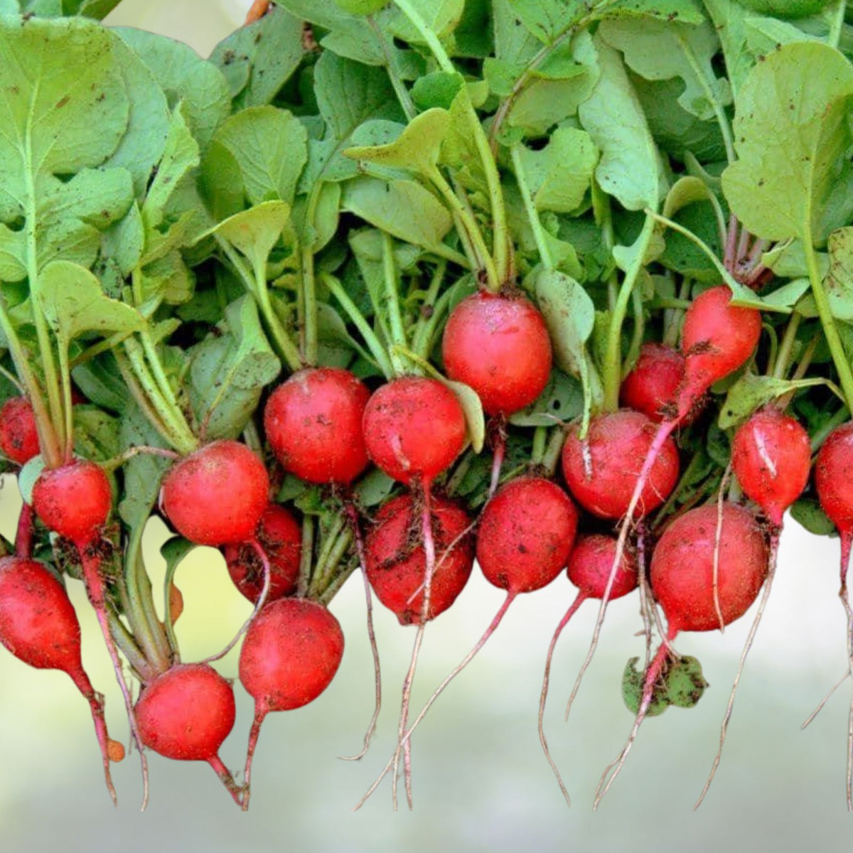 Champion Heirloom Radish Seeds - 100+ Non-GMO Seeds for Planting - Radish Varieties