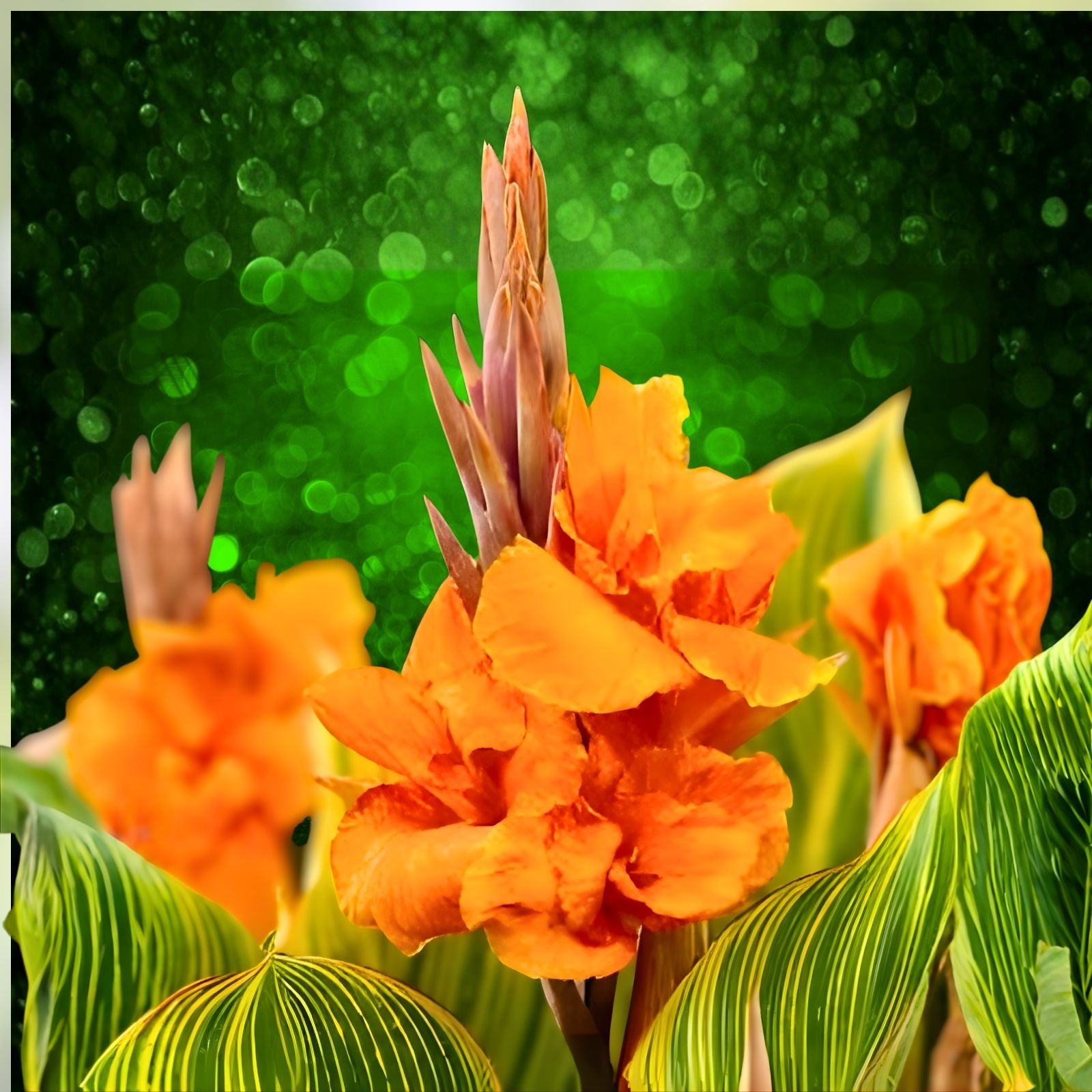 Canna Lily Bulbs 5-Pack Pretoria Orange Variegated Bengal Tiger Canna striata Tropical Plant
