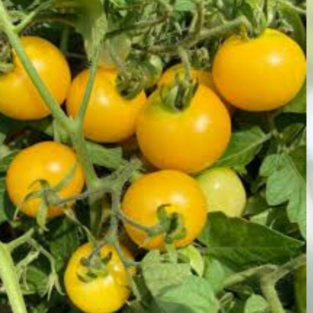 Yellow Cherry Tomato Seeds 100 Organic Heirloom Variety Solanum Lycopersicum USA Grown Home Garden