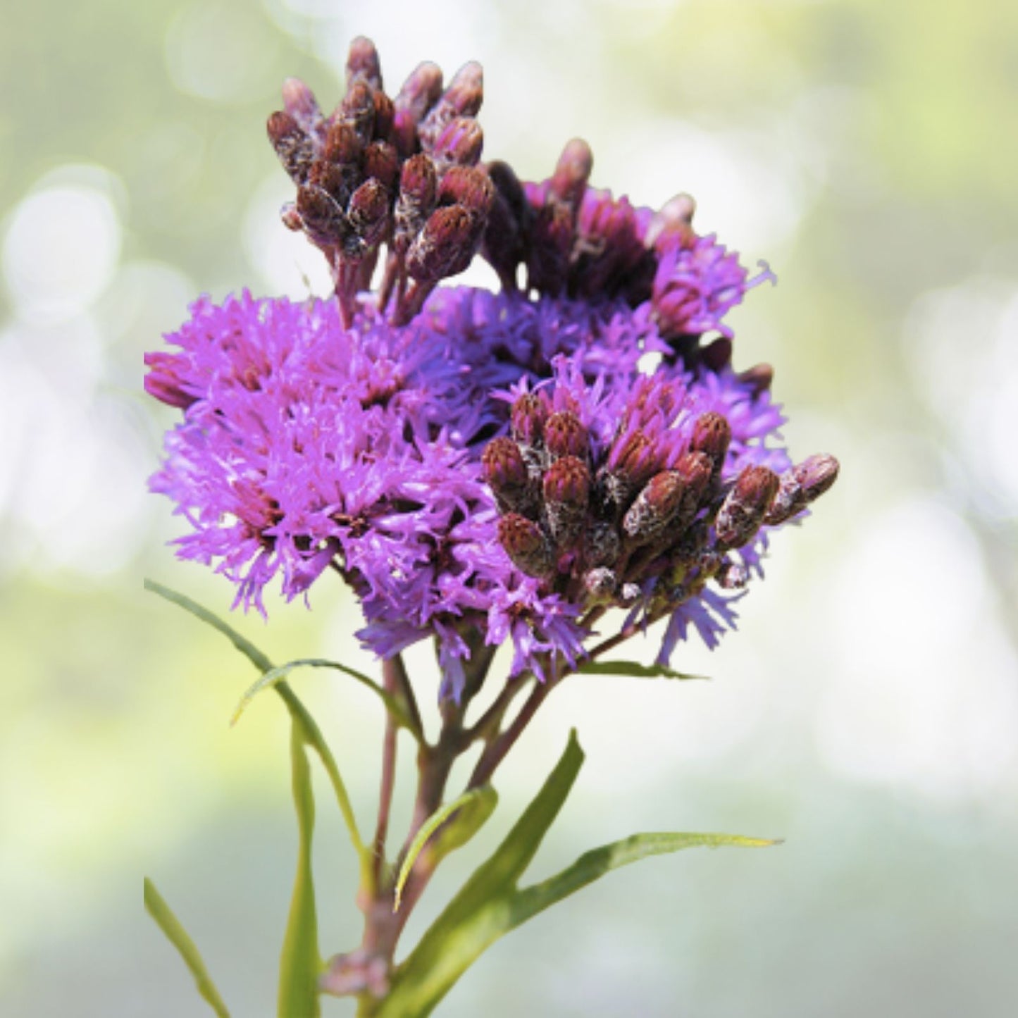 Ironweed Medicinal Herb Seeds - 200 Pack, Purple Flowers, Vernonia fasciculata - FREE SHIPPING