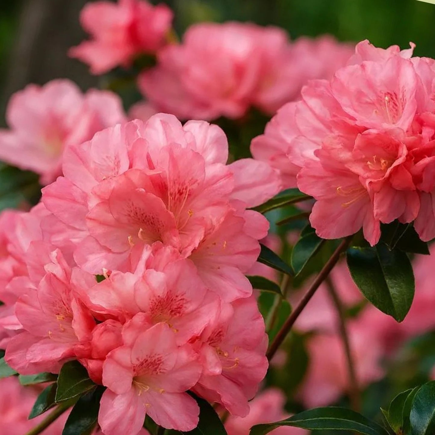 Azalea Starter Plant - Hampton Beauty Variety - Rare Heavy Bloomer - Rhododendron Plant for Garden and Landscape