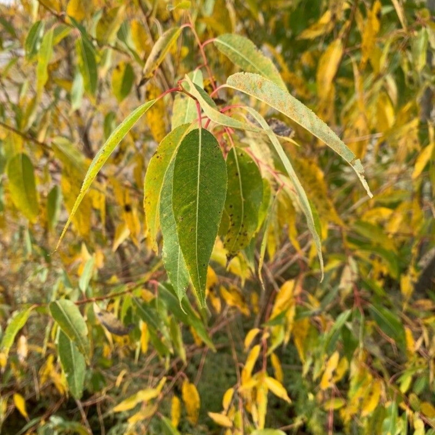 Fresh Unrooted Peach-Leaf Willow Cuttings | Salix amygdaloides | Fast-Growing 18" Plant Cuttings
