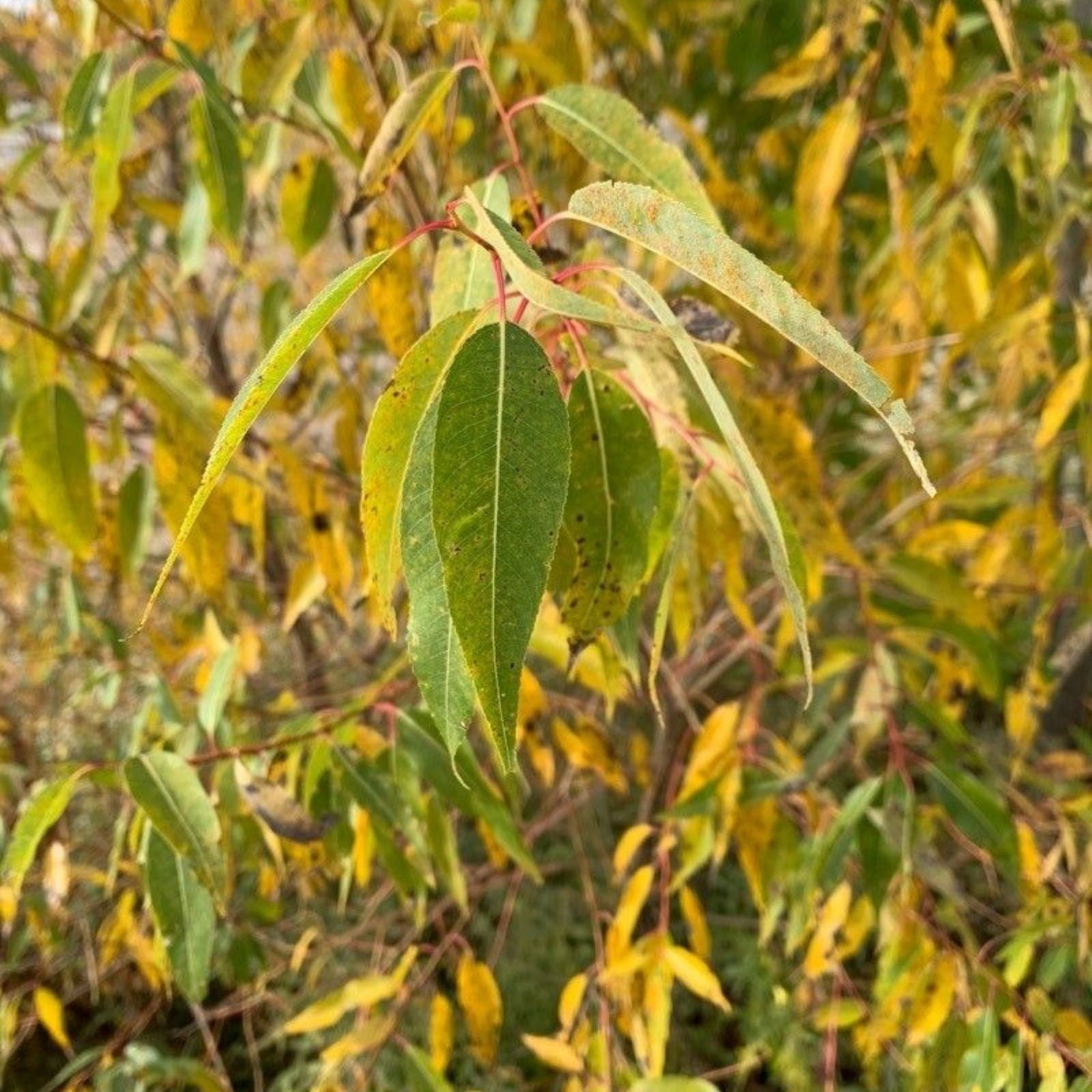 Fresh Unrooted Peach-Leaf Willow Cuttings | Salix amygdaloides | Fast-Growing 18" Plant Cuttings