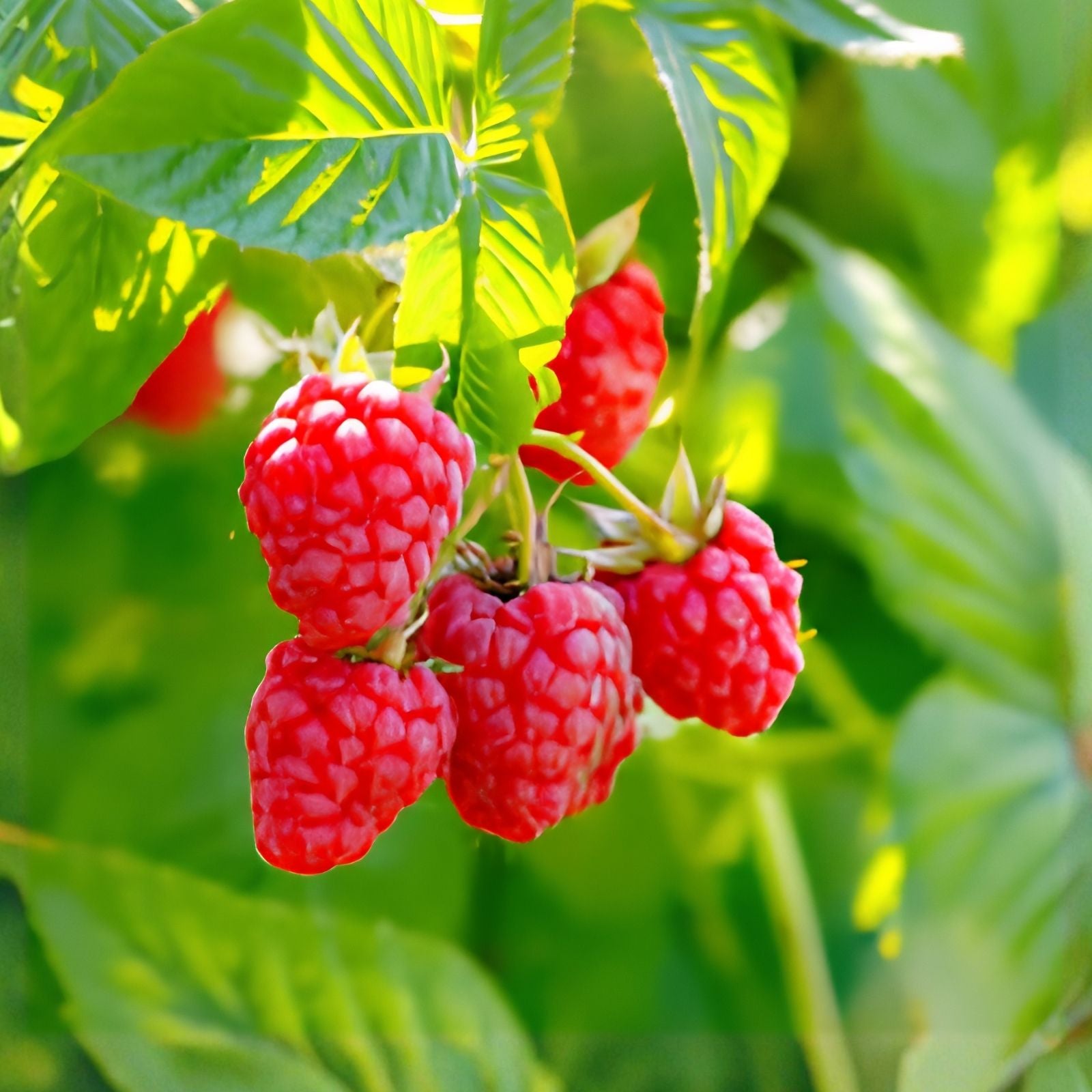 Latham Raspberry Plants - 2-Year-Old Bare Root Rubus idaeus - Easy to Grow Fruit Plants (No California Shipping)