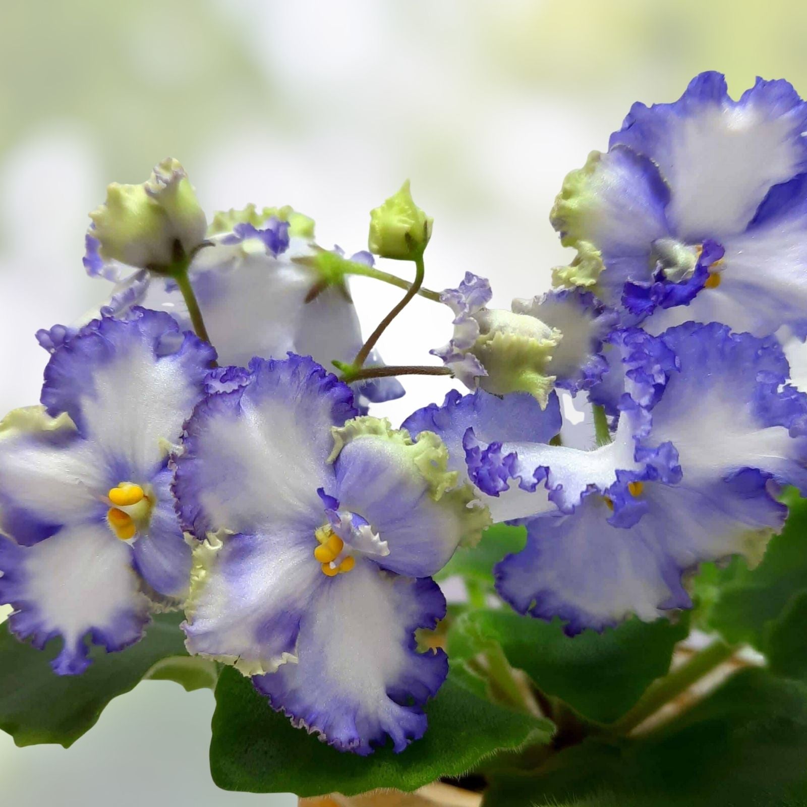 African Violet Fresh Cut Unrooted Leaves 2 Pack LE Zoryane Syajvo for Propagation, Perfect for Plant Lovers