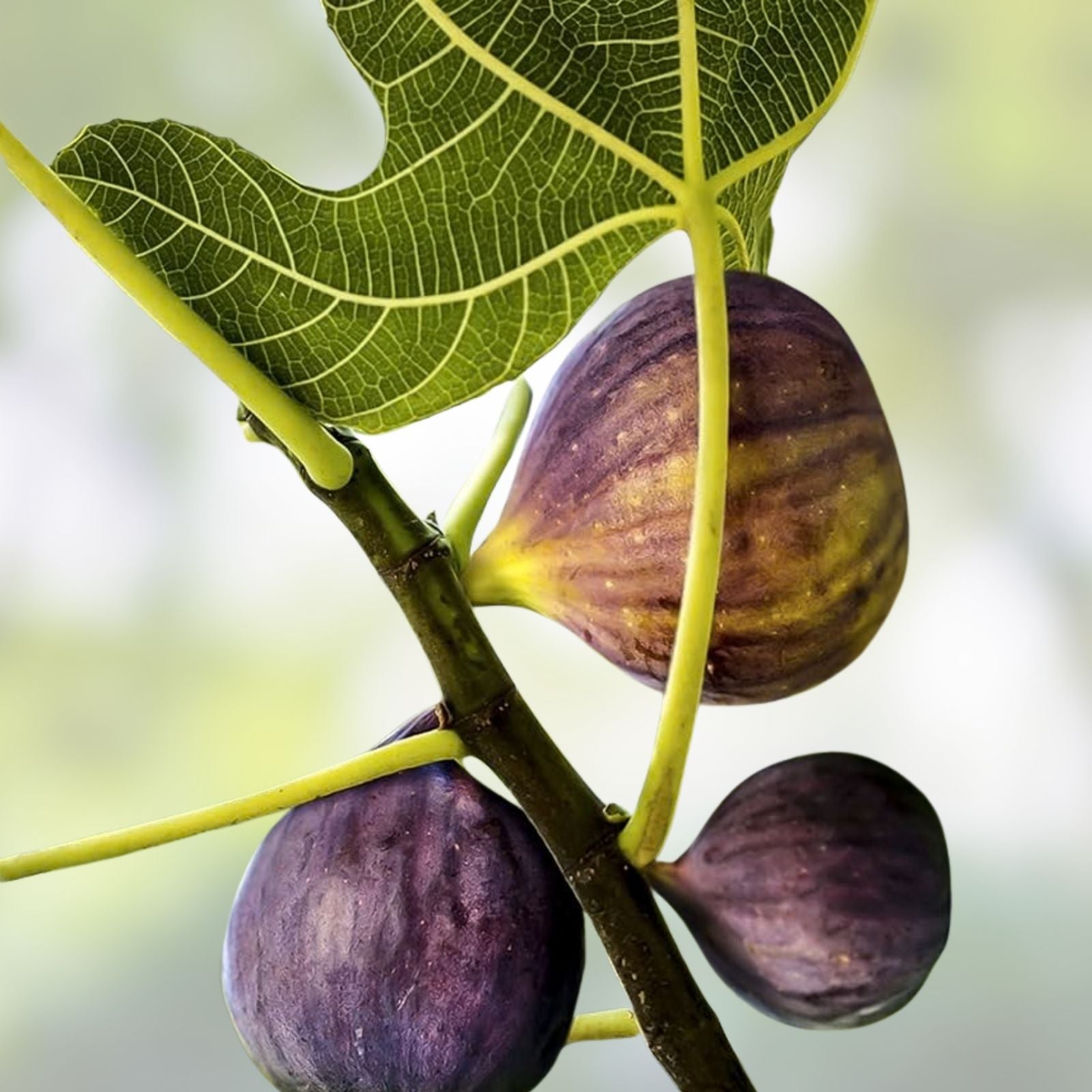 Fig Tree Live Plant 15” Ready to Plant No Pot Ficus carica Edible Fruit Tree