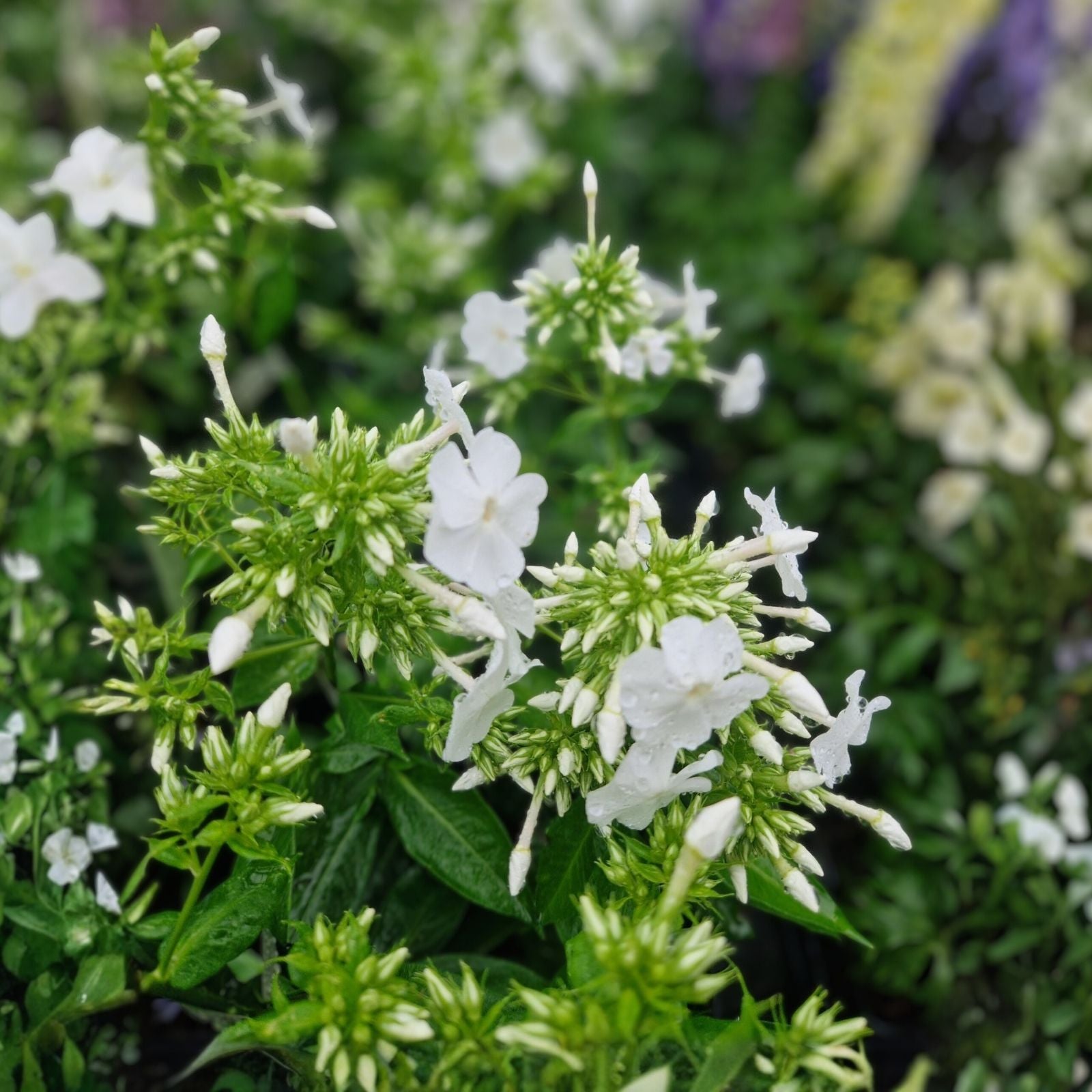 Phlox Seeds 125 Count White Annual Garden Flower Seeds Phlox paniculata