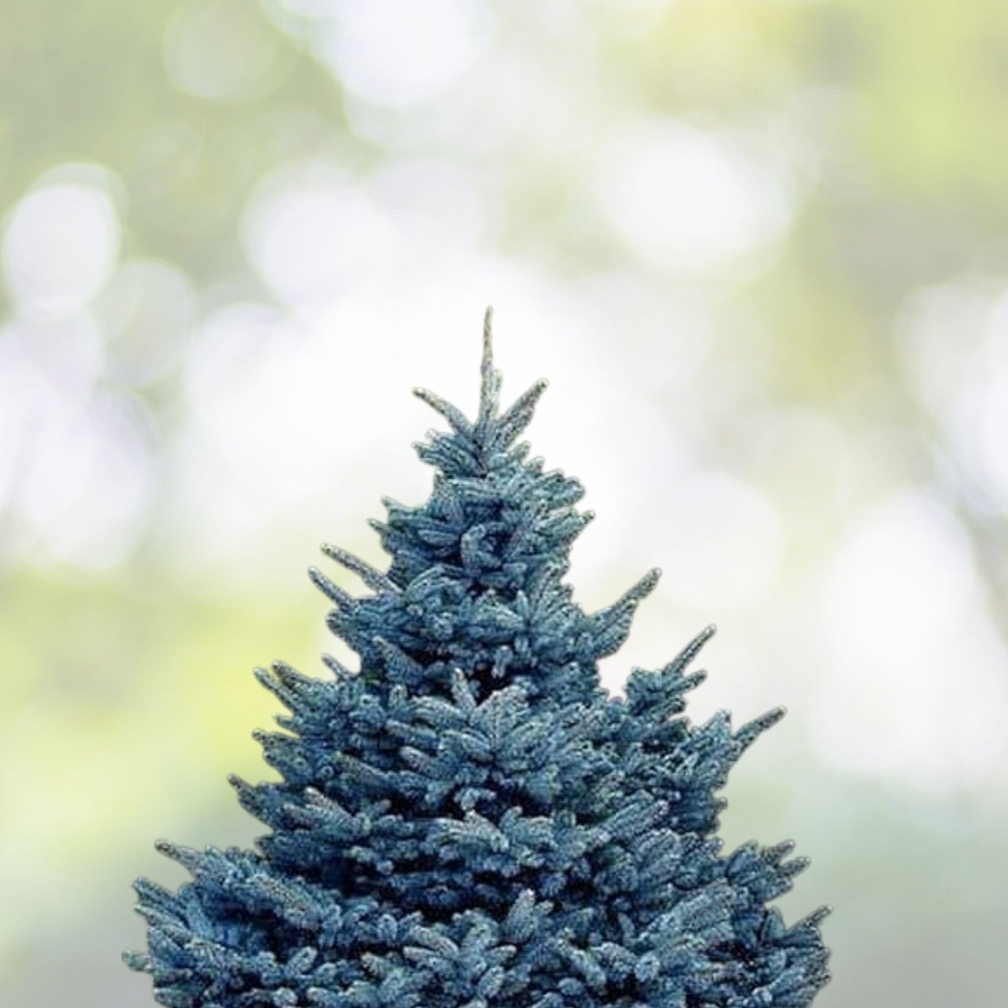 Christmas Day Spruce Seeds - 20 Pack, Blue Needle Variety, Picea meyeri - Perfect for Holiday Decor