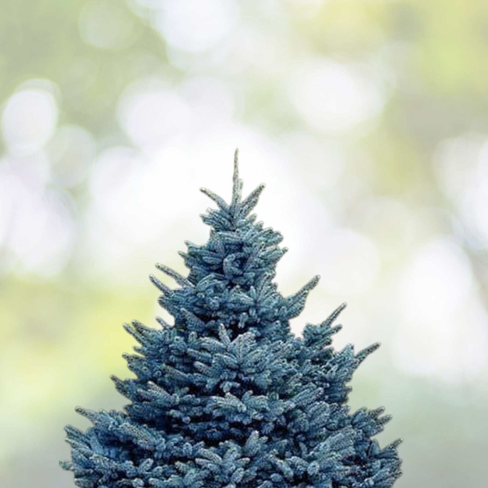 Christmas Day Spruce Seeds - 20 Pack, Blue Needle Variety, Picea meyeri - Perfect for Holiday Decor