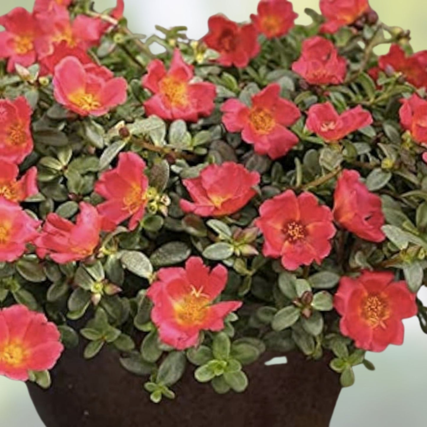 Coral Pink Purslane Cuttings - Single Flower - Portulaca oleracea - Succulent Plant, Garden, Indoor, Outdoor, Drought Tolerant