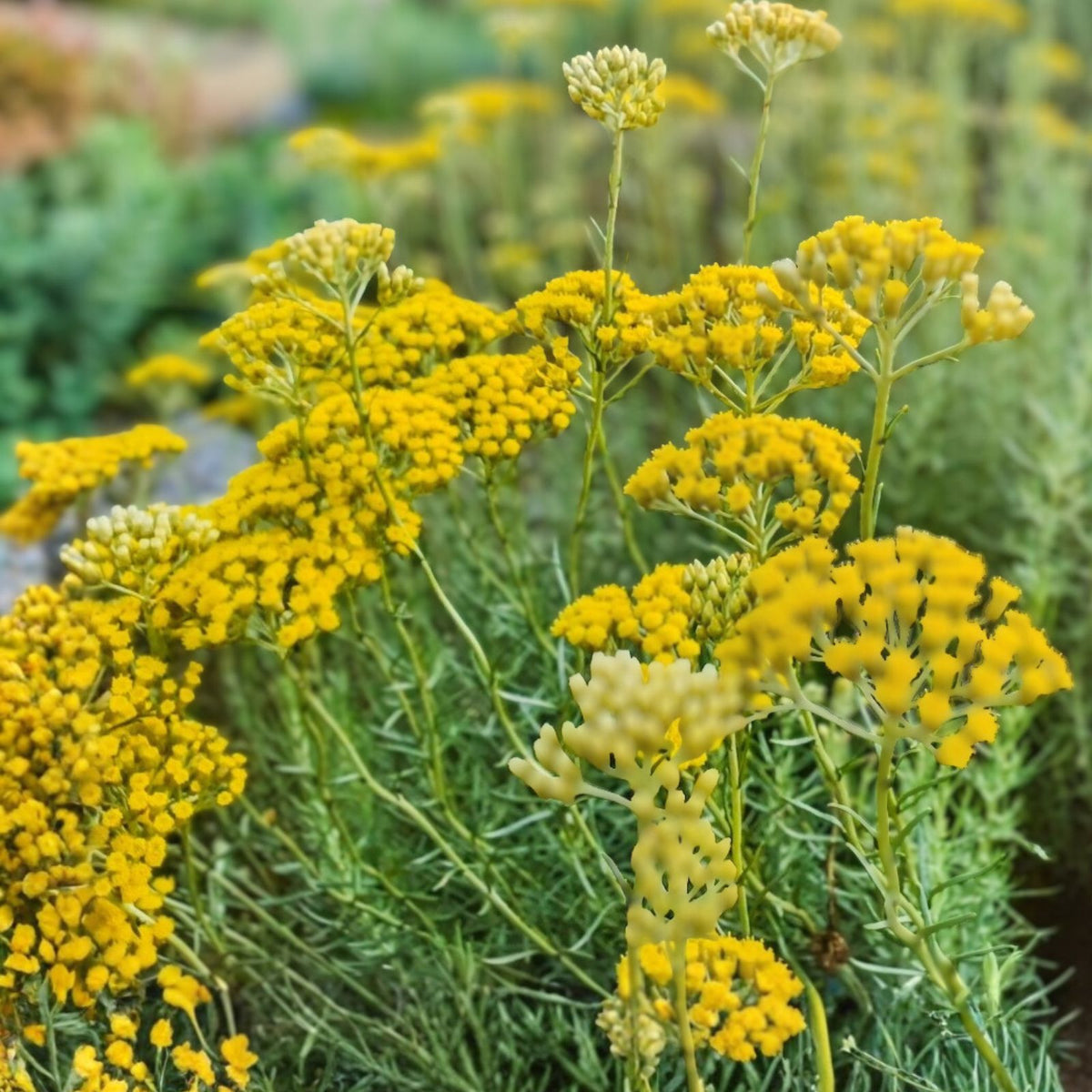 Curry Plant 1ft Tall Helichrysum italicum in Pot with Soil - Freshly Shipped - Aromatic Herb for Culinary Use