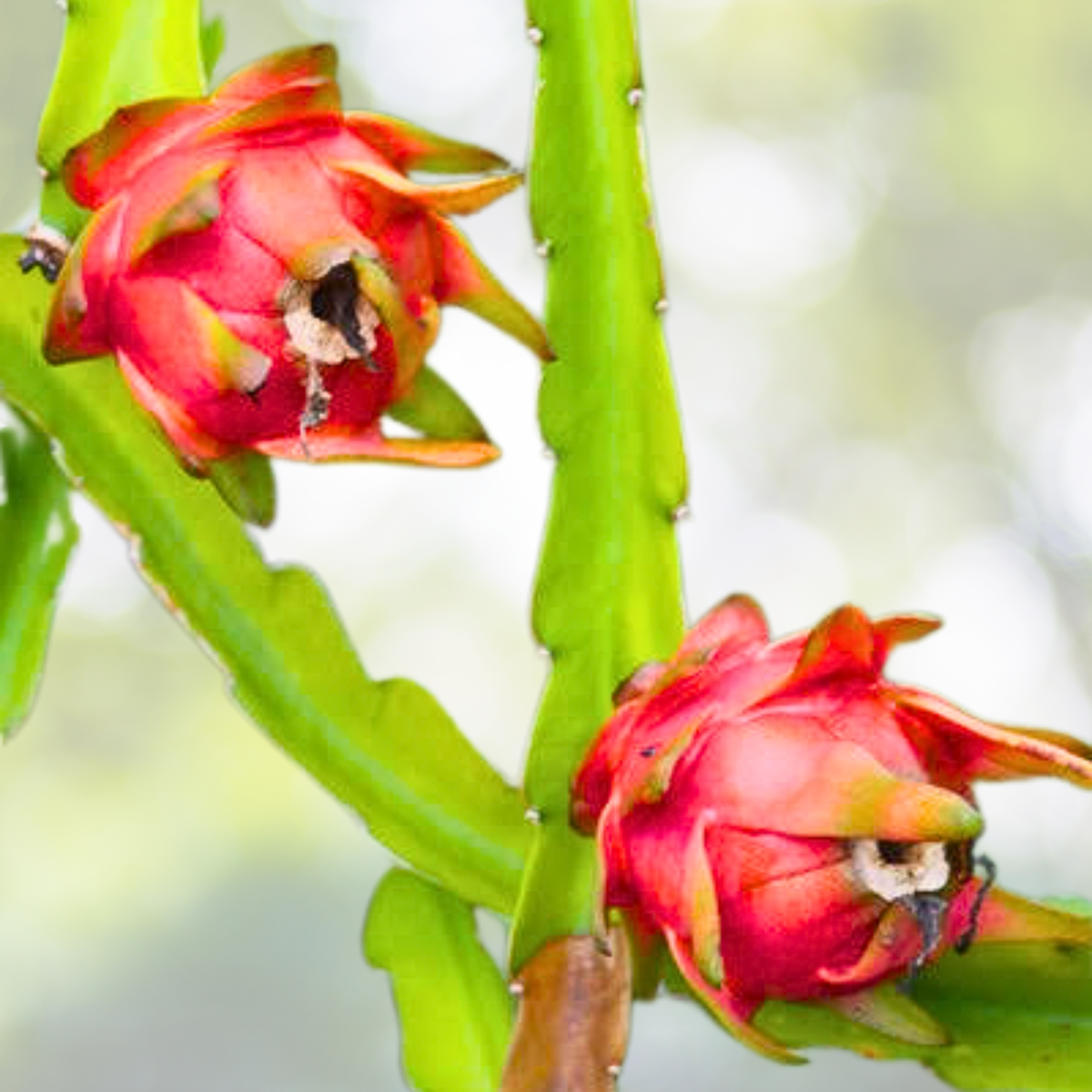 Dragon Fruit Seeds - 200 Pcs - Hylocereus spp - Exotic Fruit Seeds for Home Gardening
