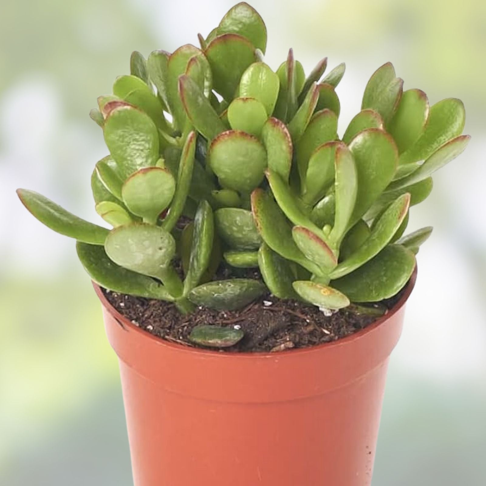 Jade Succulent Cuttings - 3 Green Crassula ovata Plants - Easy Care Indoor Garden Plants