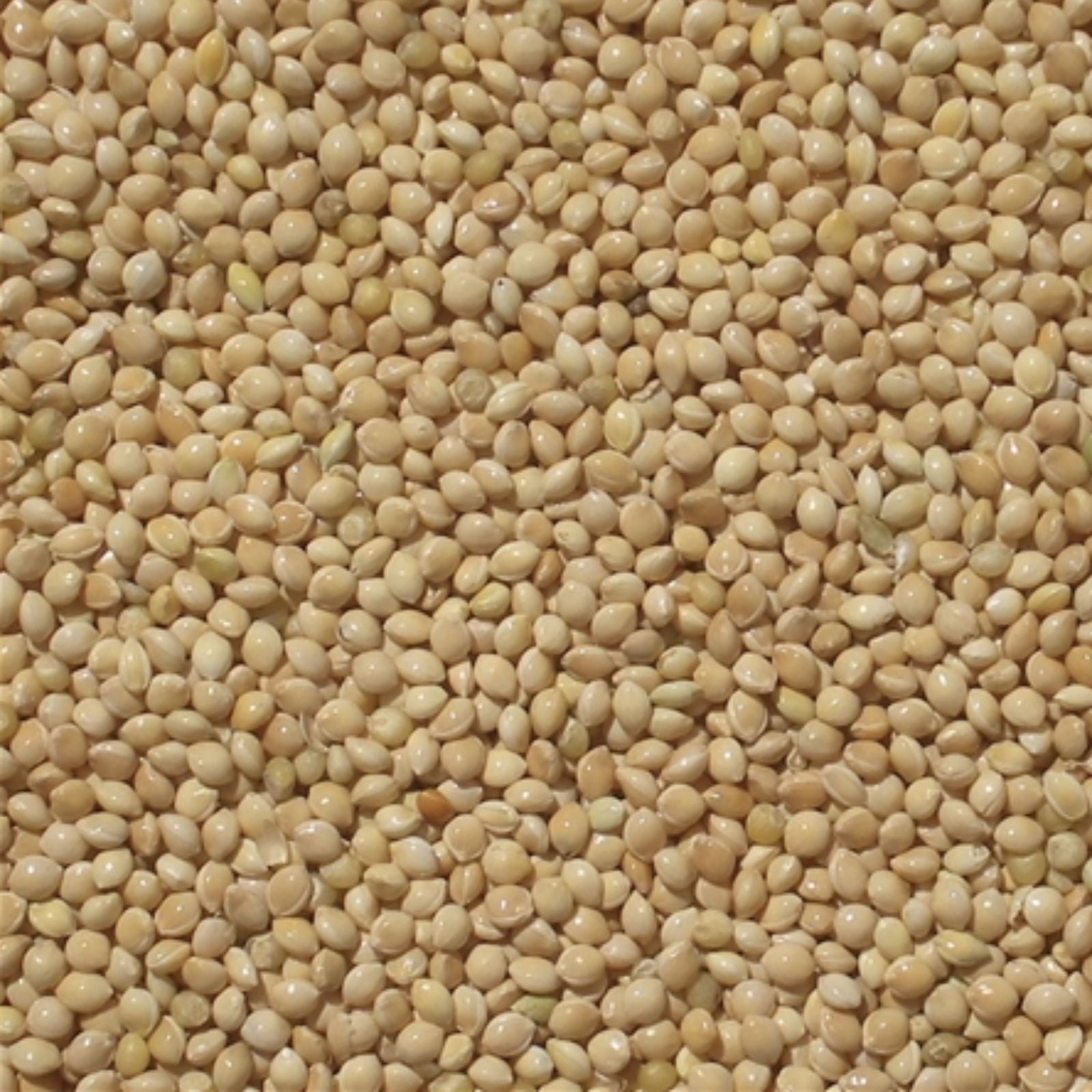White Millet Seeds 5lb Bulk Bird Feed for Wild Birds, Proso Millet, Birdseed, Live Plant, Bird Food