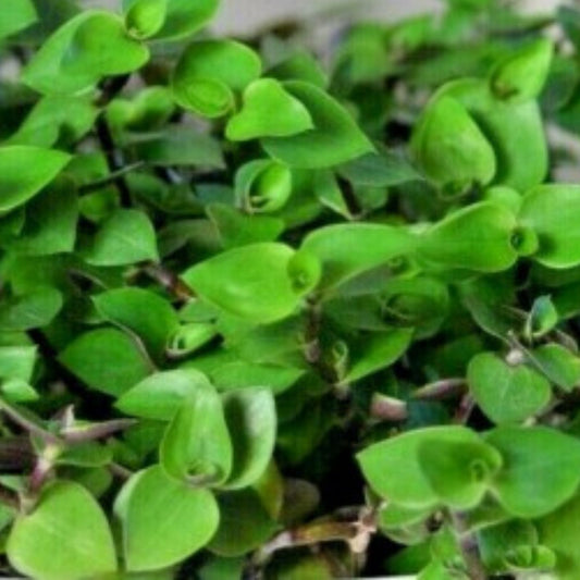 20 Cuttings Dwarf Bolivian Wandering Jew Tradescantia Minima Callisia Repens Indoor Plant Starter