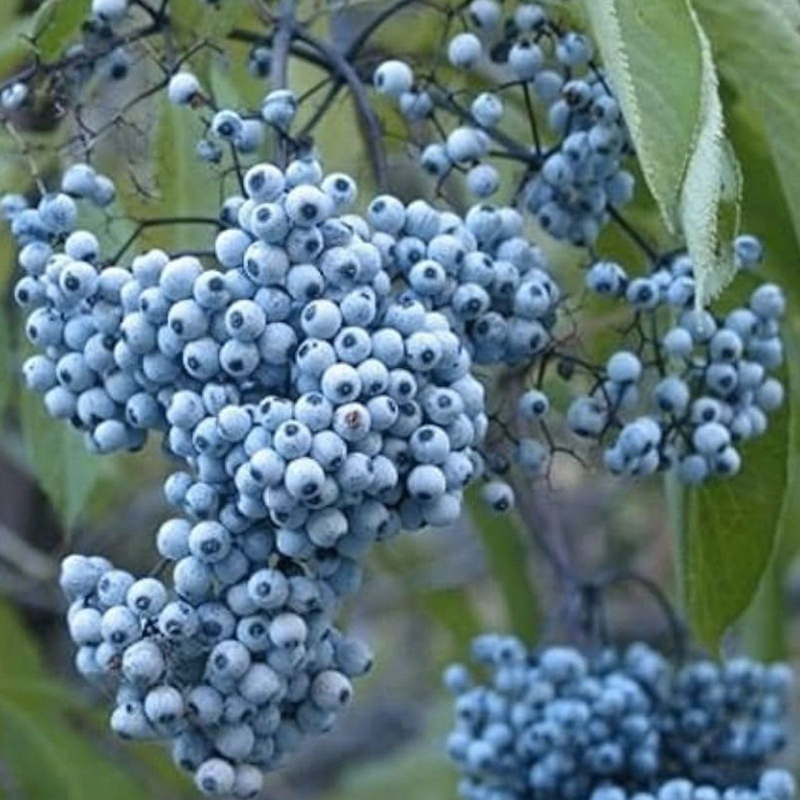 Blue Elderberry Seeds - 50 Non-GMO Sambucus Caerulea for Planting - Blue Berries - Edible Wildflower Seeds