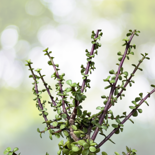 10 Cuttings Elephant Jade Bonsai Plant Green/Red Stem Portulacaria Afra