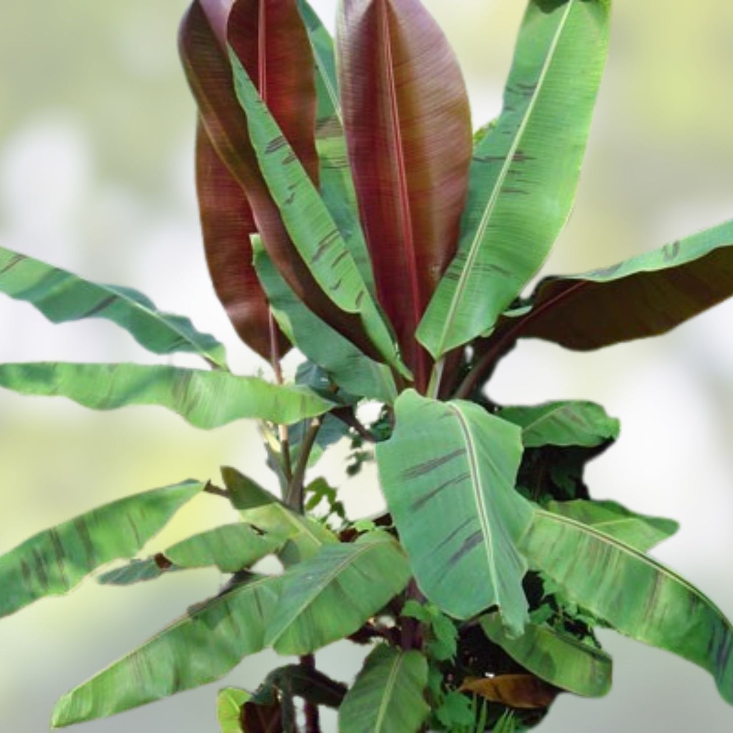 Musa Banana Tree Small Rooted Starter Plant, Bordelon Variety, Tropical Indoor Outdoor Plant