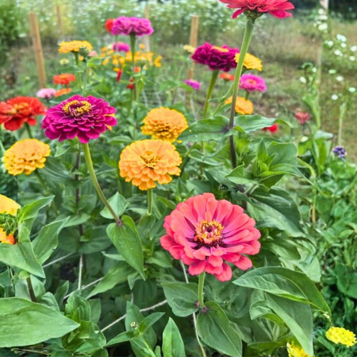 California Giant Zinnia Seeds 100 Count Bright Colors Zinnia elegans Garden Flower Seeds