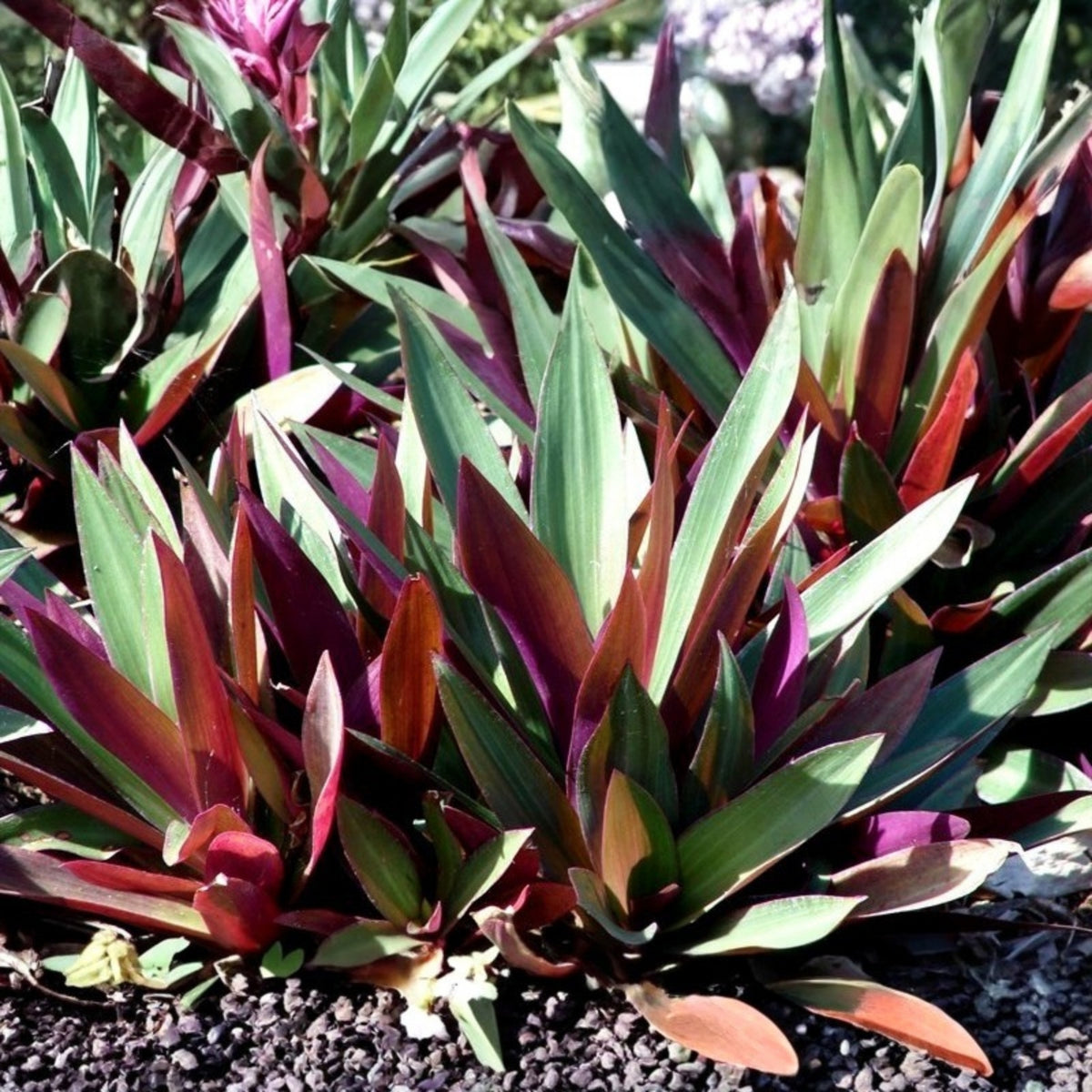 Dwarf Oyster Plant 6in Pot Variegated Tricolor Tradescantia spathacea 'Tricolor' Moses in the Cradle Plant