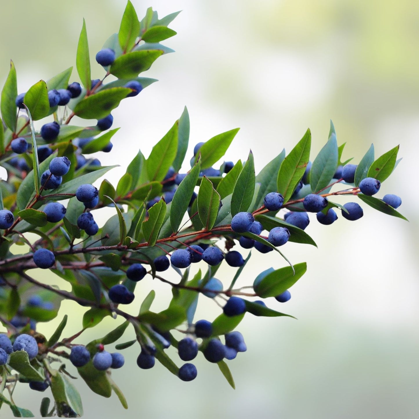 True Blue Sweet Myrtle Seeds 30 Count - Aromatic Herb for Gardens and Landscaping - Myrtus communis L.