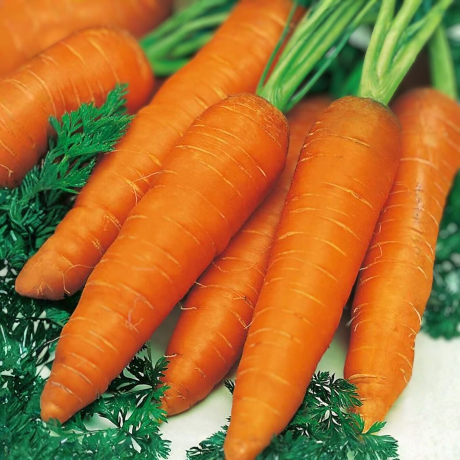 Non-GMO Carrot Seeds Little Finger Variety Heirloom Daucus carota 20+ Seeds Vegetable Gardening Supplies