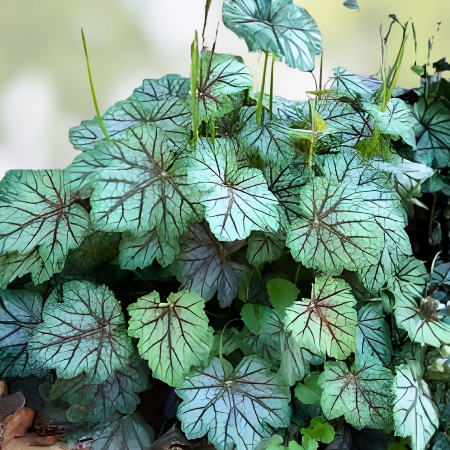 Coral Bells Bare Root Plant – Heuchera Americana 'Dale's Strain' – Silver Blue Foliage – Hardy Perennial for Zones 4-7