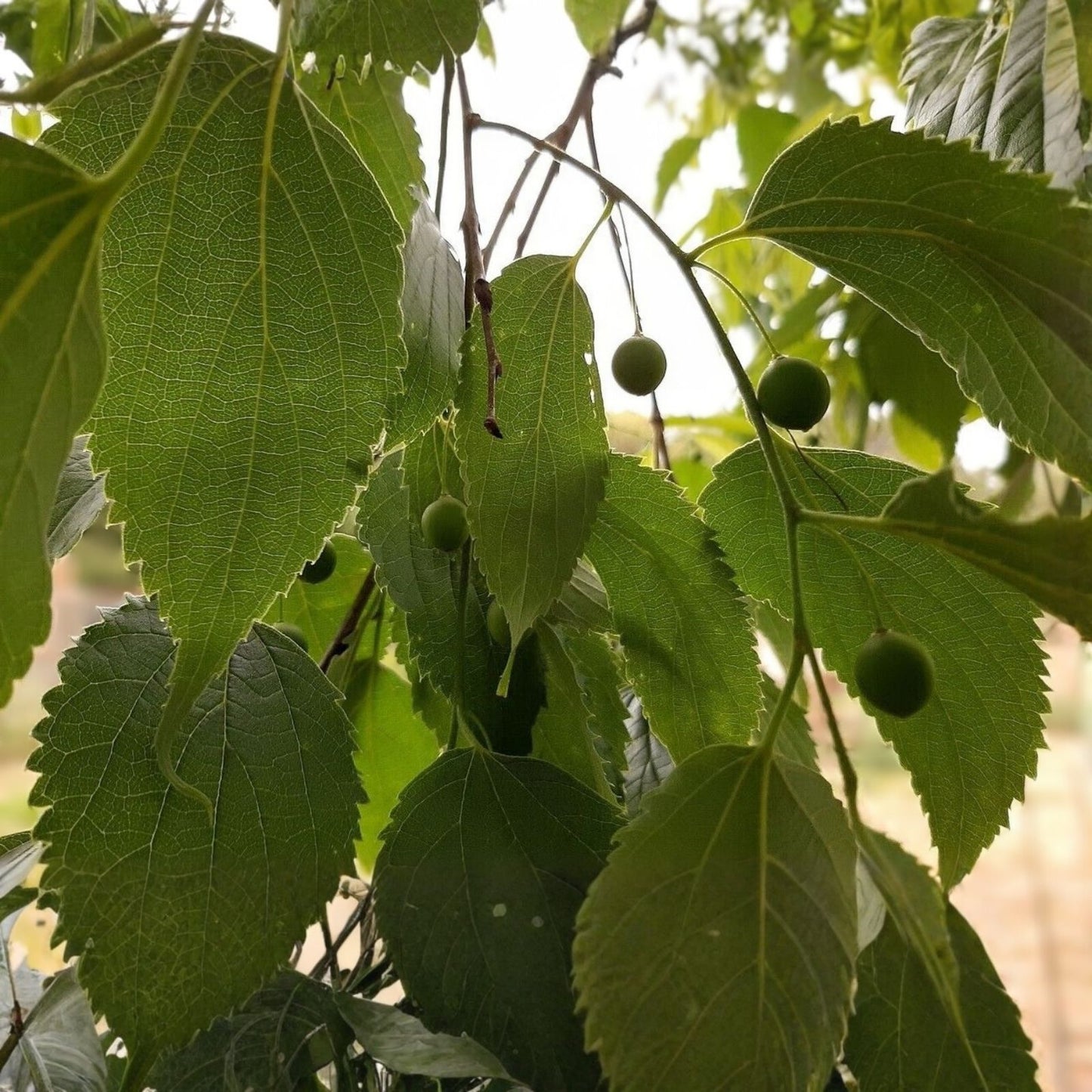 Live Hackberry Tree Bare Root – Durable Wildlife-Friendly Celtis occidentalis for Zones 3-9
