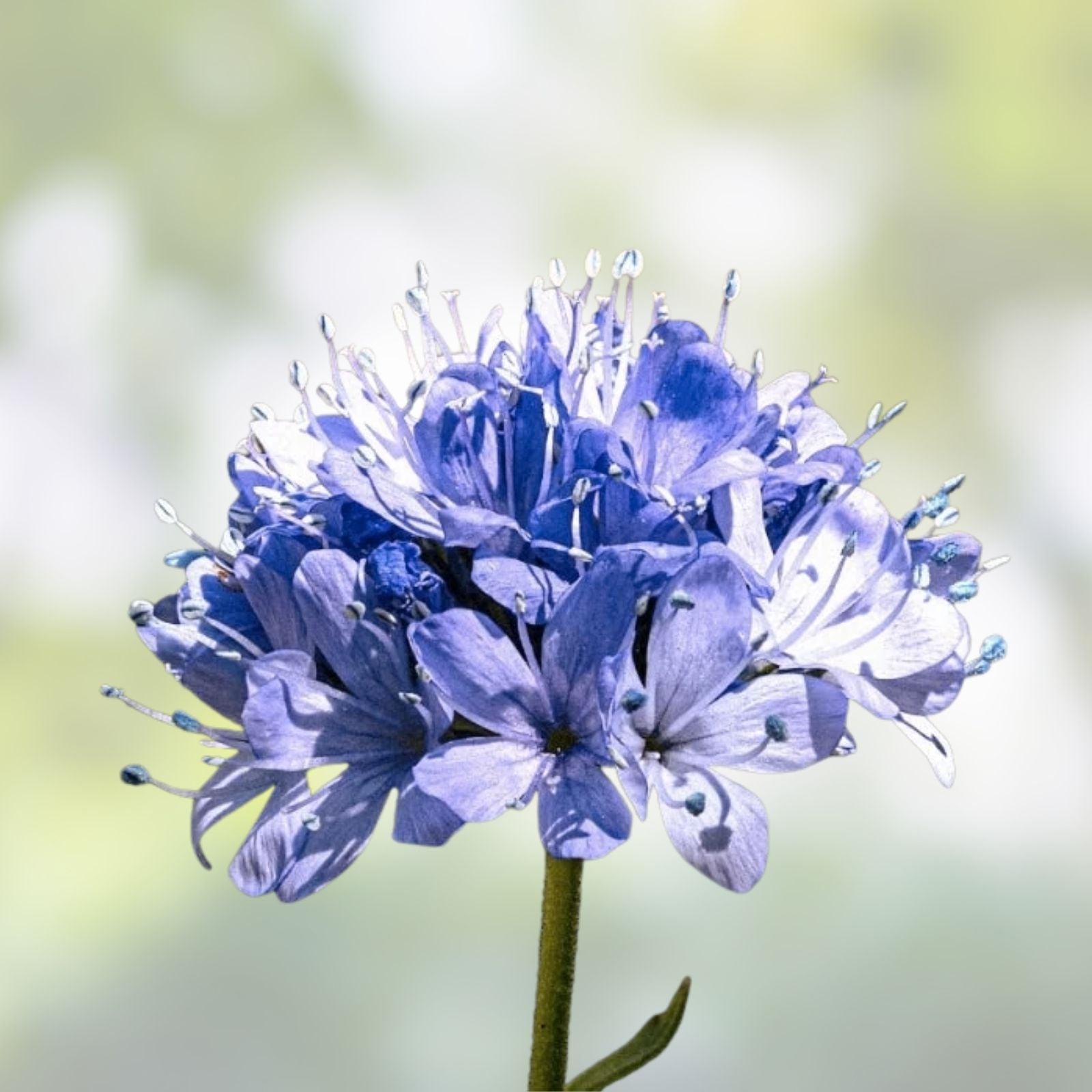 Globe Gilia Seeds for Planting - 200+ Wildflower Seeds - Beautiful Annual Gilia capitata Flower Seeds