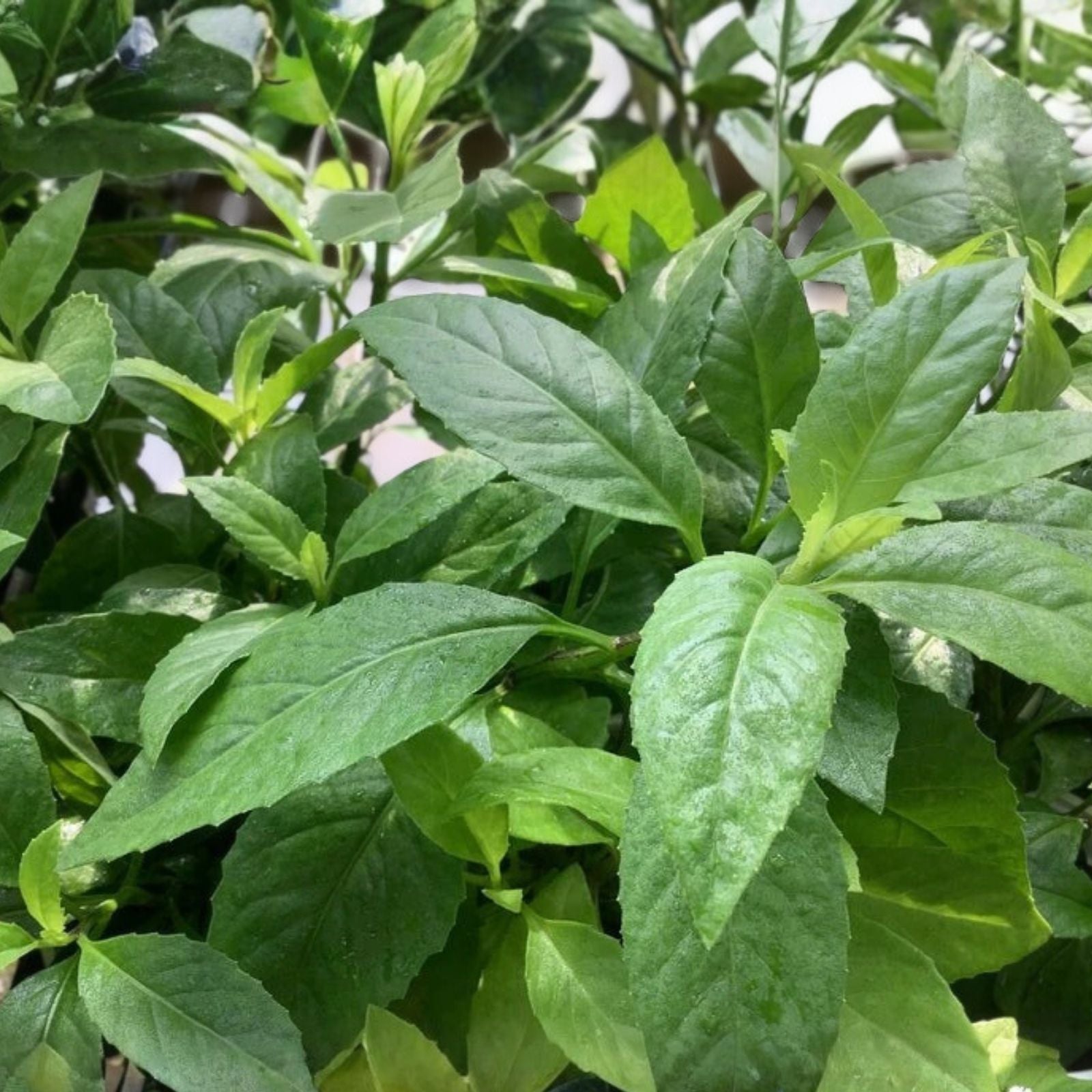 Longevity Spinach Cuttings - 2 Gynura Procumbens Plants - Edible Greens for Gardening & Healthy Cooking