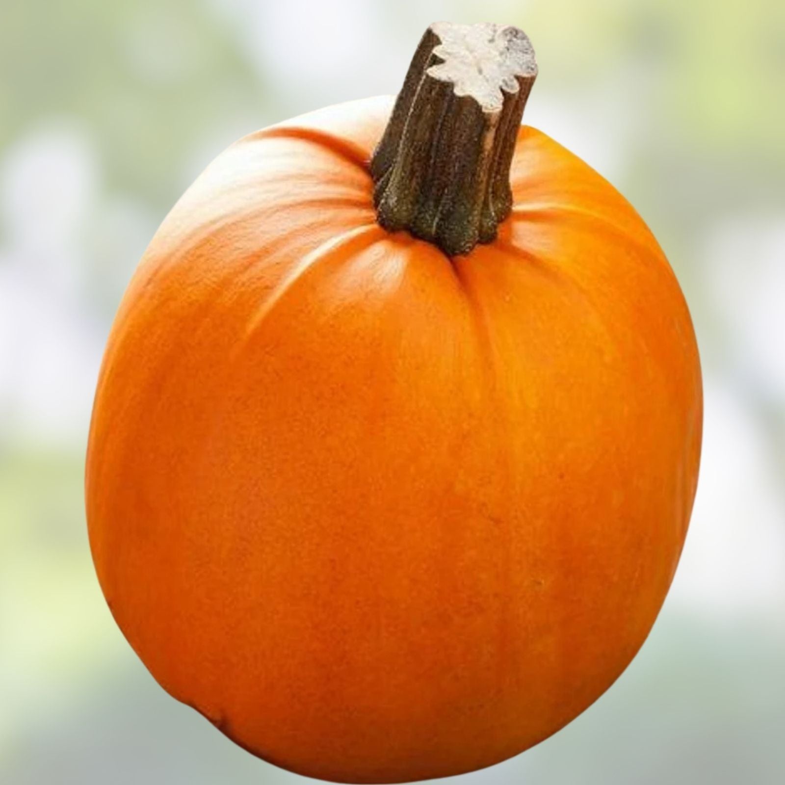 Pumpkin Seeds 500 Count Small Sugar Heirloom Non-GMO for Growing Small Pumpkins Cucurbita pepo