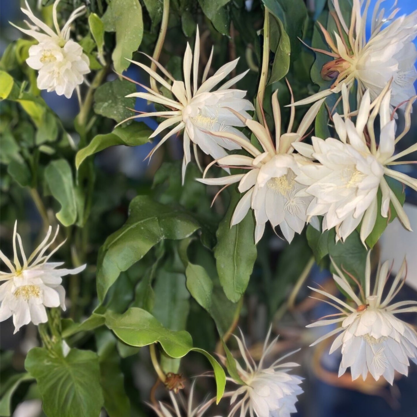 Unrooted Cutting 8" Epiphyllum Oxypetalum Fragrant Orchid Cactus Cereus Succulent Plant