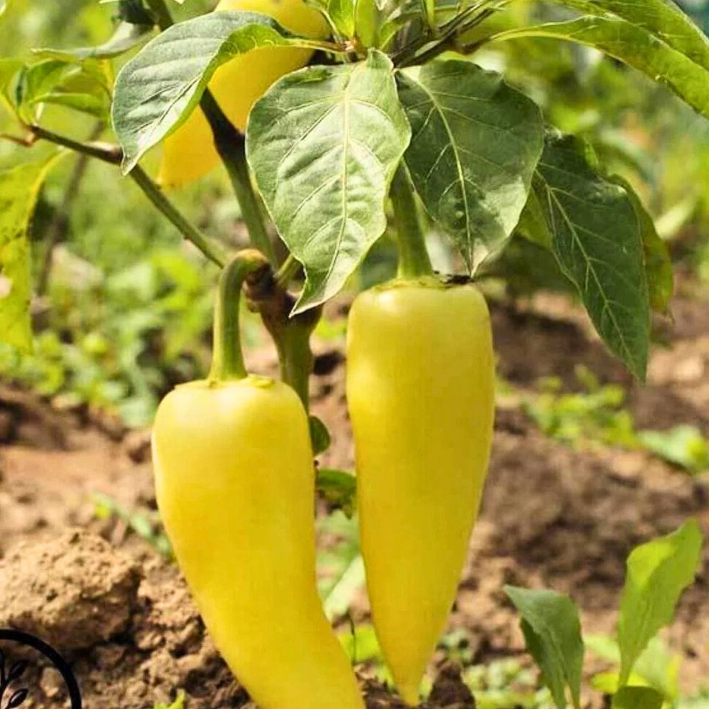 Sweet Hungarian Yellow Wax Pepper Seeds - Heirloom Non-GMO Capsicum annuum - 100 Seeds, Yellow Wax Pepper, Garden Seedling
