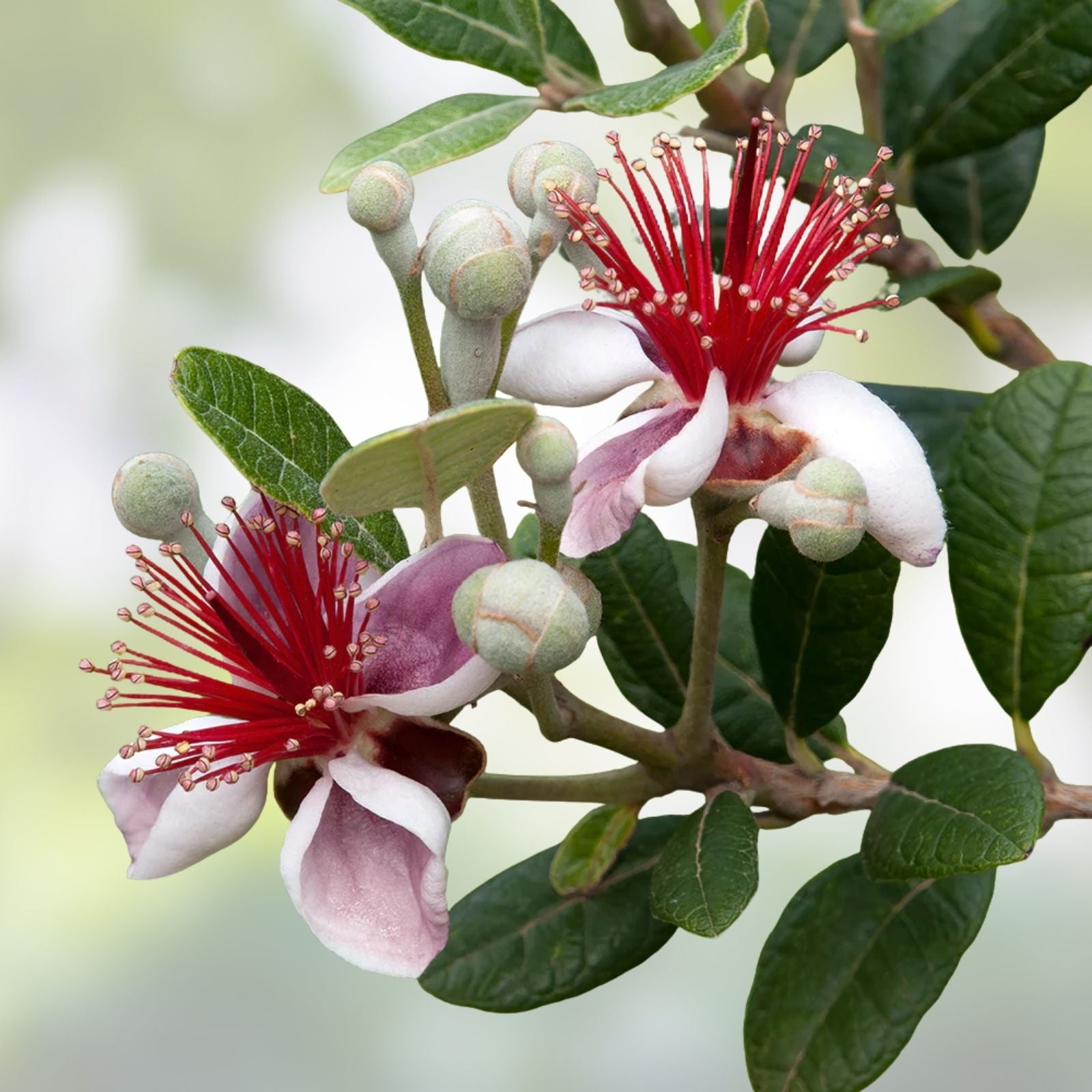 Pineapple Guava Tree Cuttings – 5 Feijoa Plant Propagation – Fresh, Healthy Feijoa Cuttings for Planting – Feijoa sellowiana