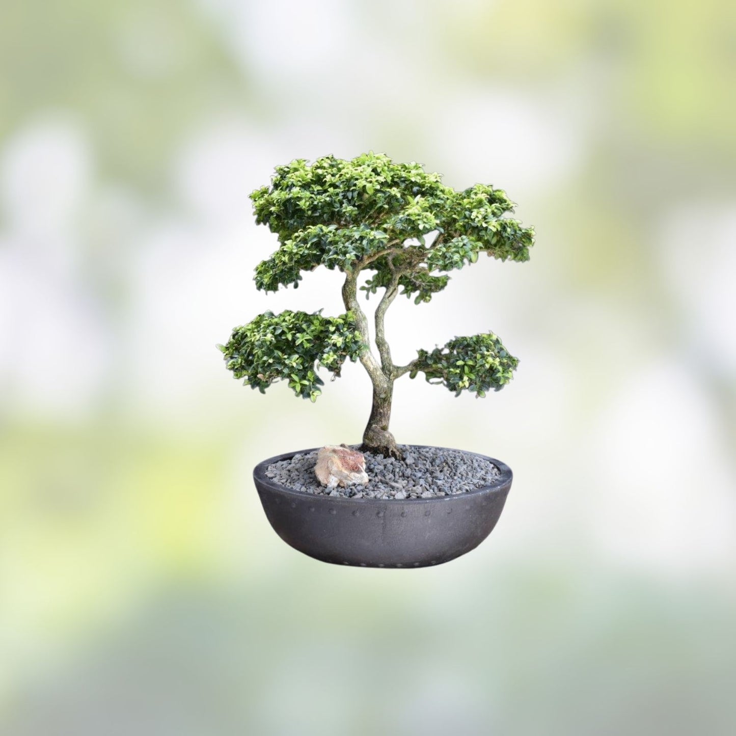 Kingsville Boxwood Mame Bonsai Tree, Rare Specimen, Buxus microphylla 'Kingsville'