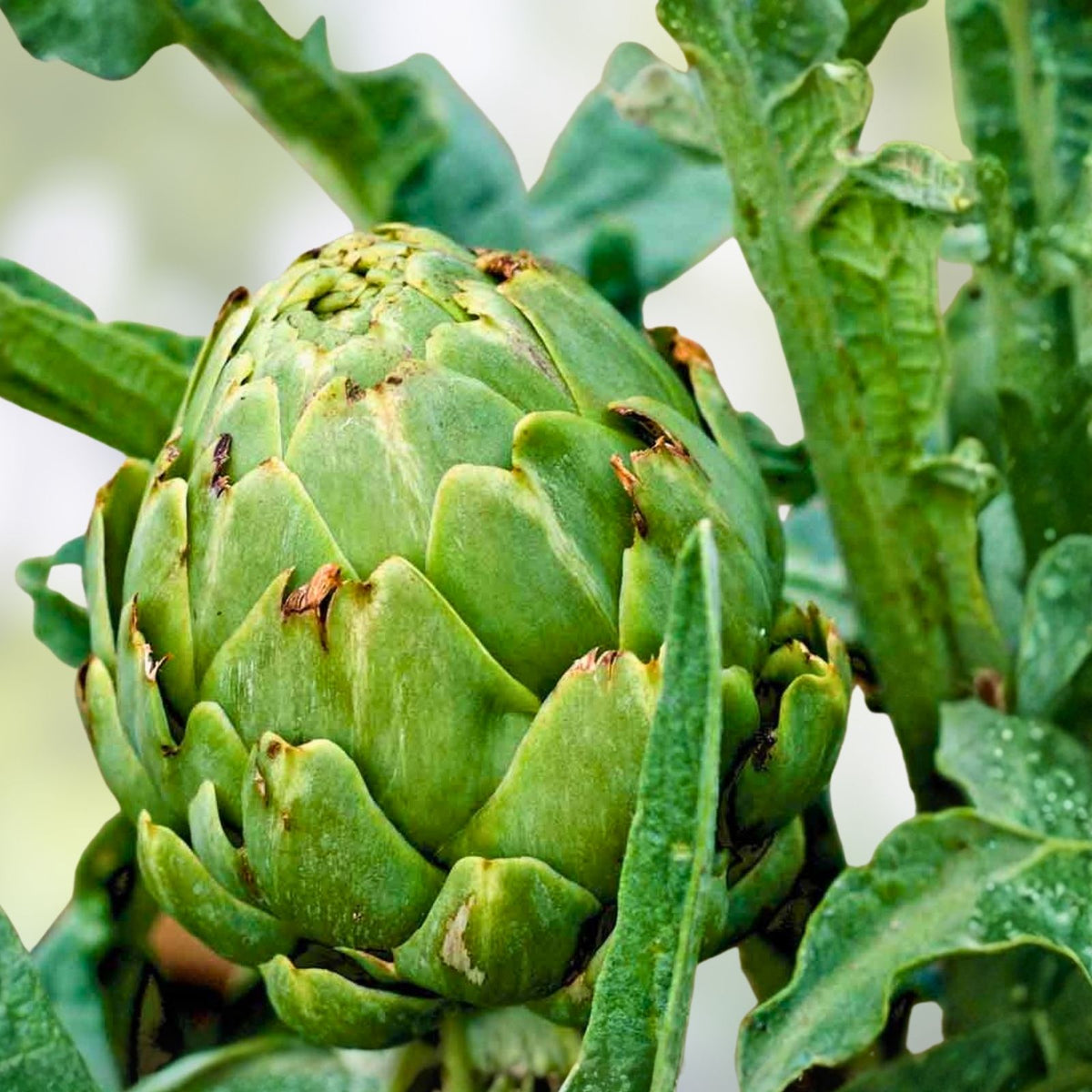 Heirloom Artichoke Seeds 500 Non-GMO Green Globe for Home Gardening Cynara cardunculus
